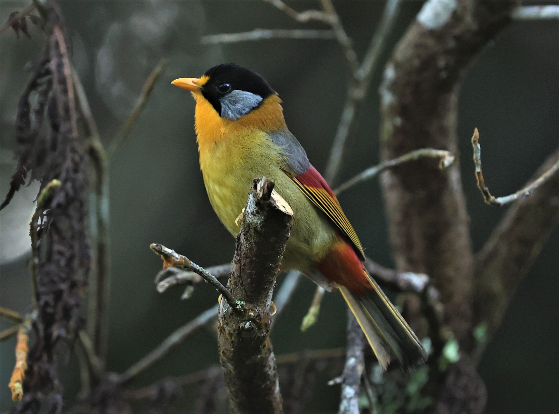 Leiothrix argentauris - SILVER-EARED MESIA - FRASER'S HILL, MALAYSIA JUNE 2022 (71).jpg