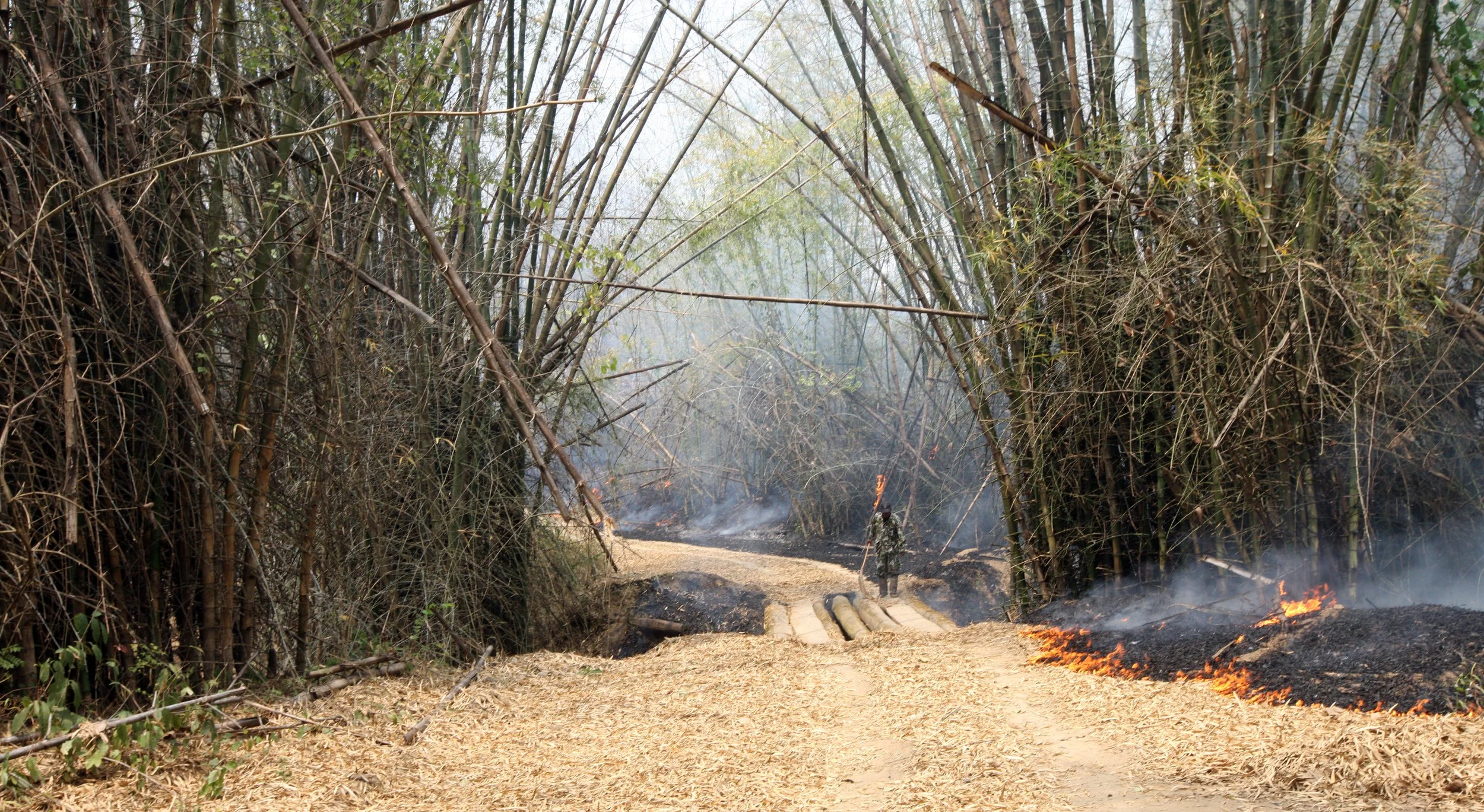 2015 Huai Mai Dee Huai Kha Khaeng Wildlife Refute (56).JPG