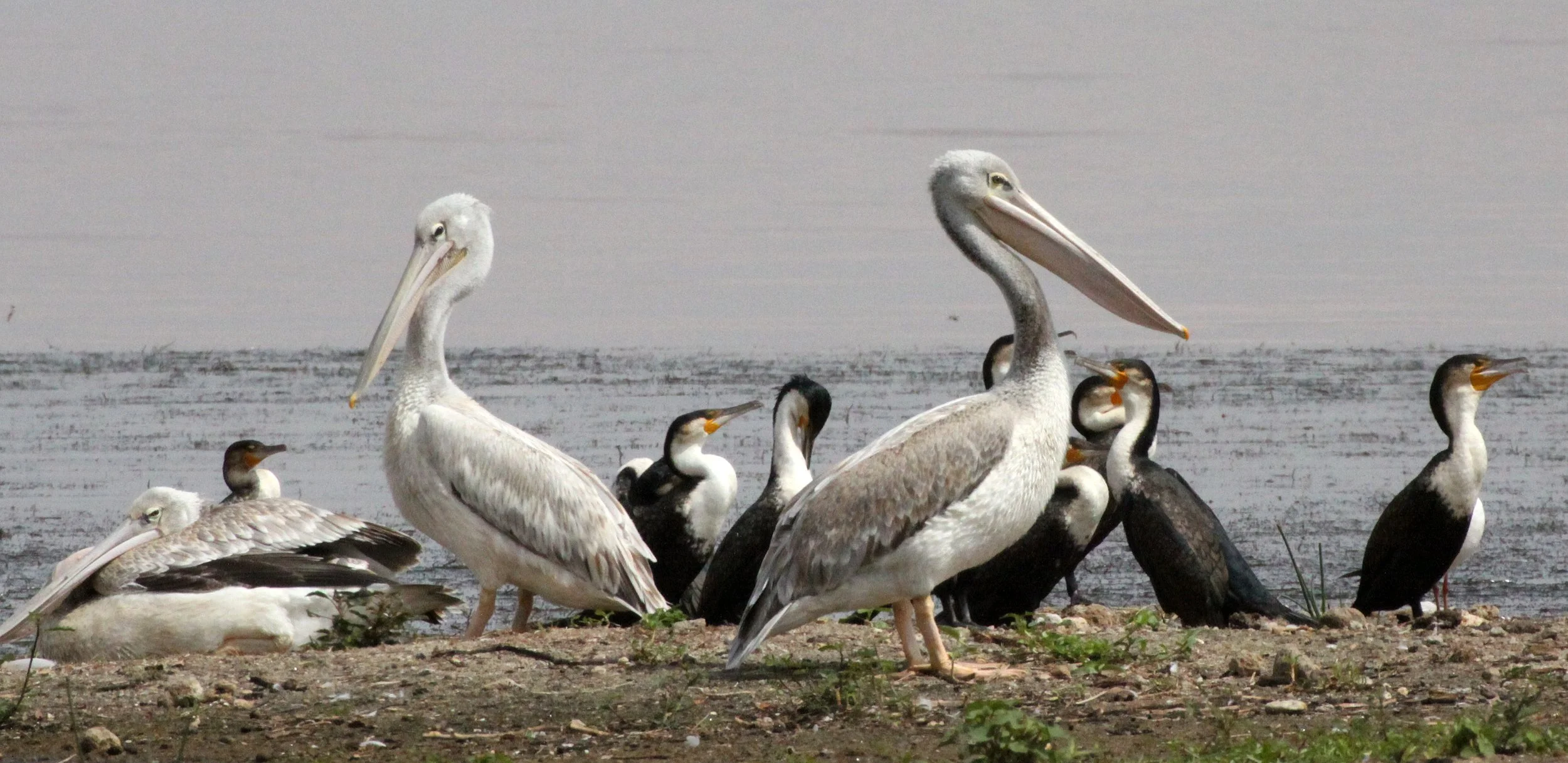 Pelecanus rufescens - PINK-BACKED PELICAN - LANGANO LAKE ETHIOPIA (8).JPG