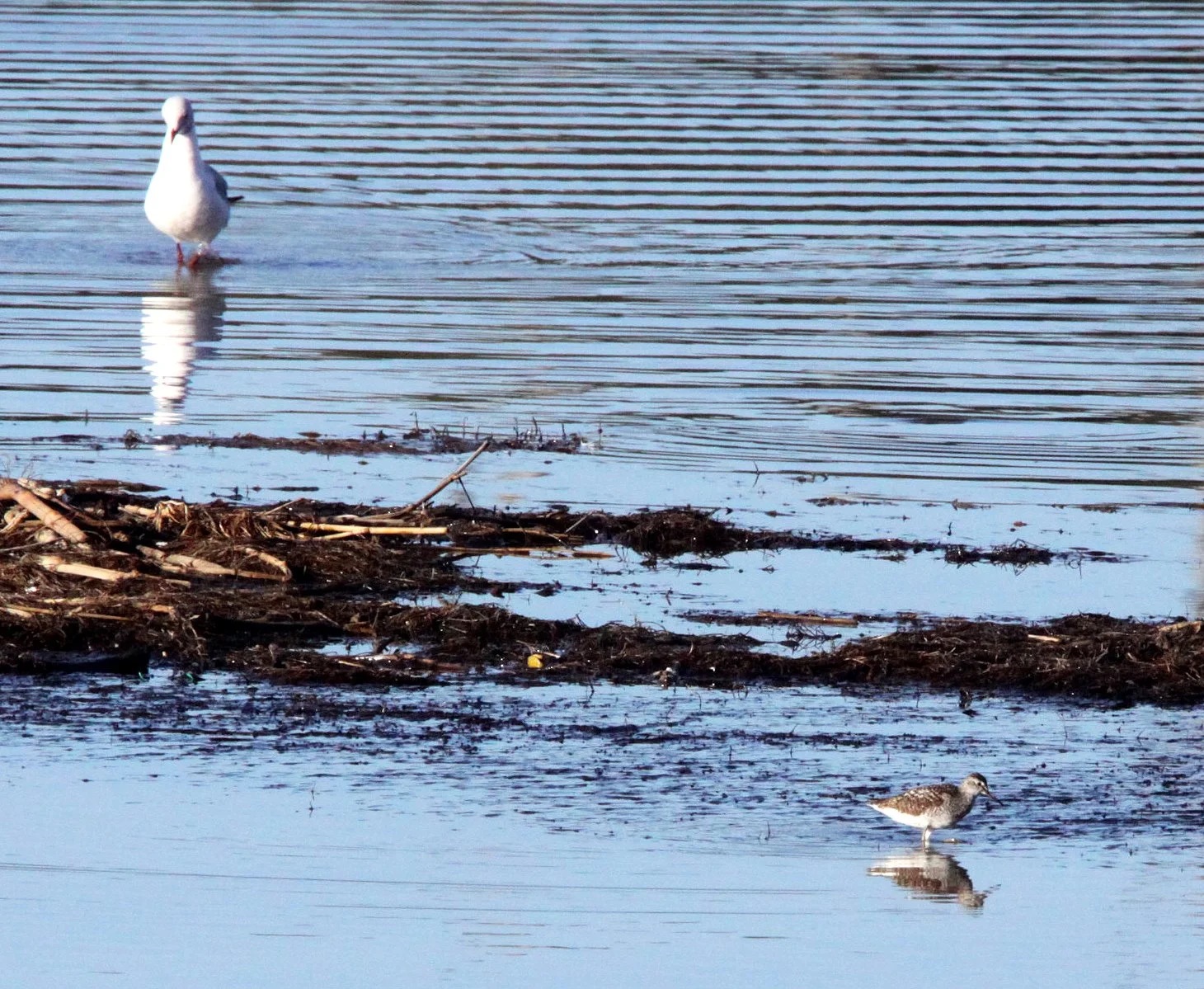 BIRD - SANDPIPER - WOOD SANDPIPER - TRINGA GLAREOLA - SAINT LUCIA NATURE RESERVES SOUTH AFRICA.JPG