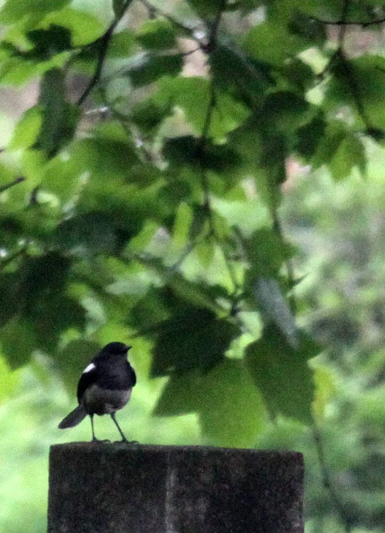 BIRD - ROBIN - ORIENTAL MAGPIE ROBIN - CHINESE ALLIGATOR BREEDING CENTER - XUANCHENG CHINA.JPG