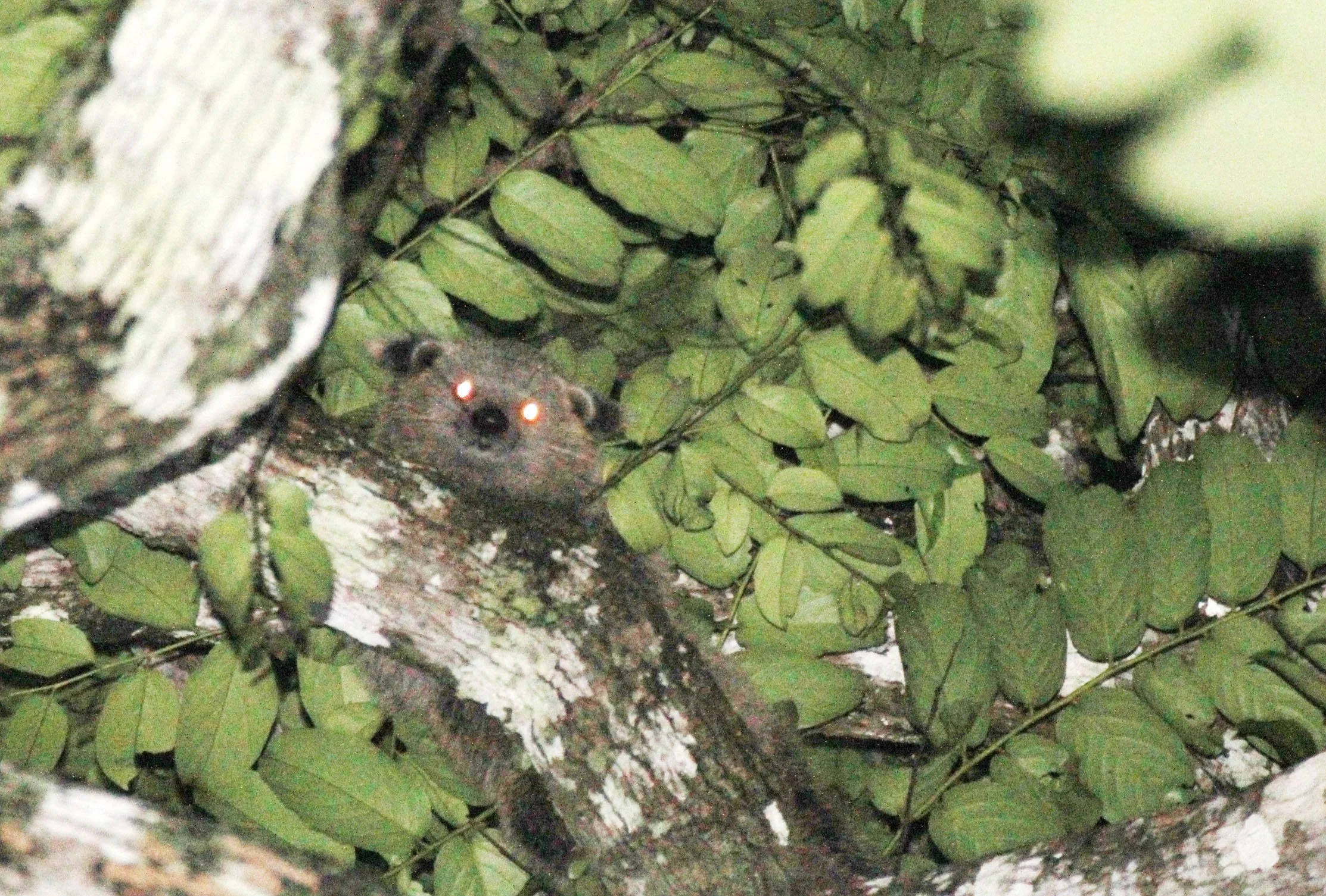 Arctictis binturong penicillata -  JAVAN BINTURONG (BEARCAT) - UJUNG KULON NATIONAL PARK JAVA BARAT INDONESIA (1).JPG