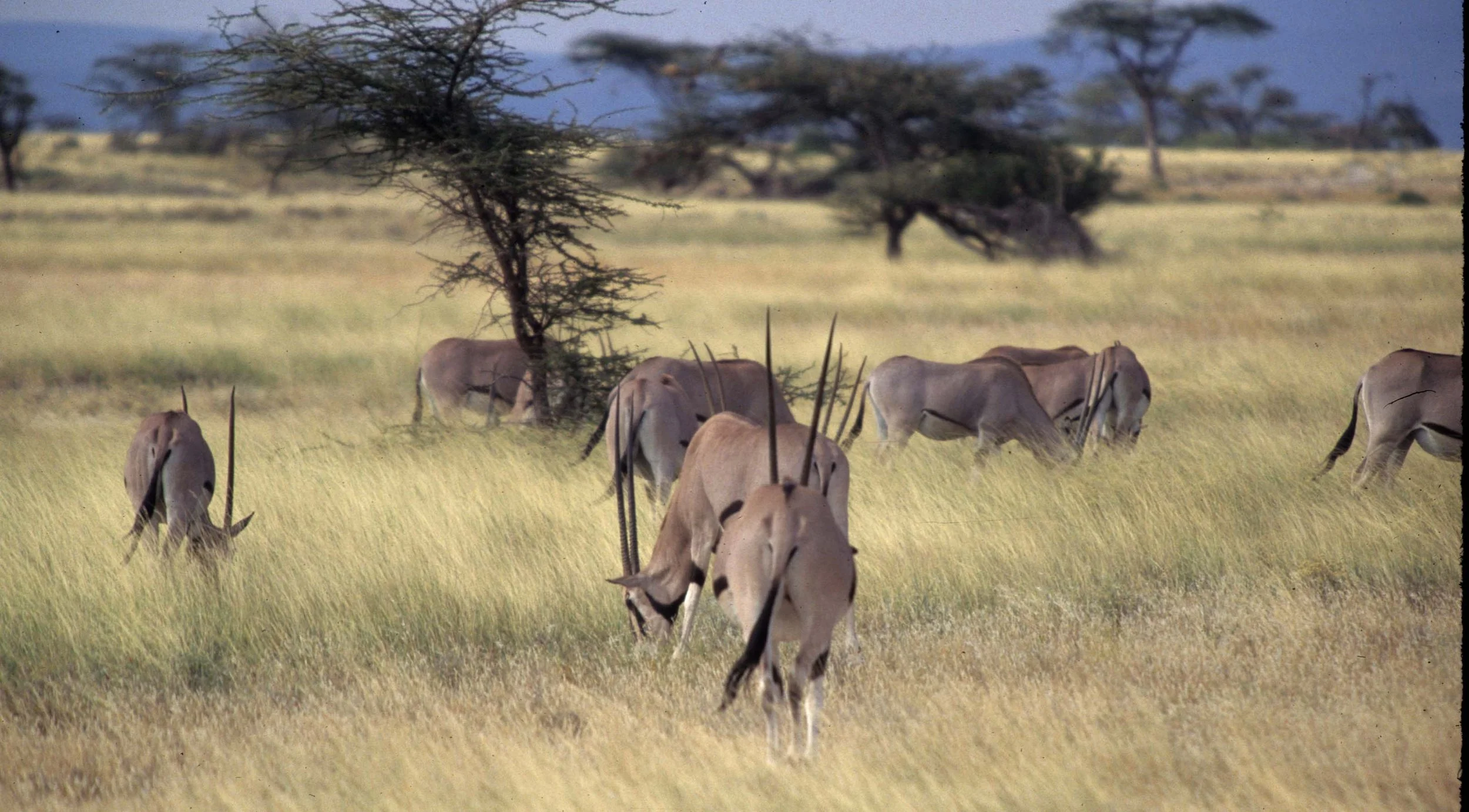 BOVID - ORYX - BEISA - SHABA (3).jpg