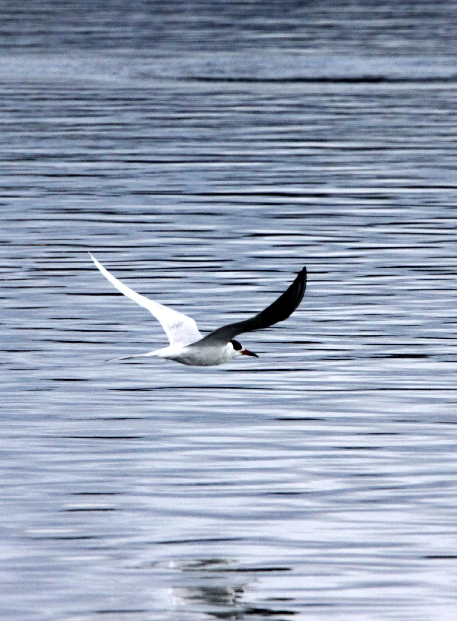 BIRD - TERN - FORSTER'S TERN - ELKHORN SLOUGH CALIFORNIA.JPG