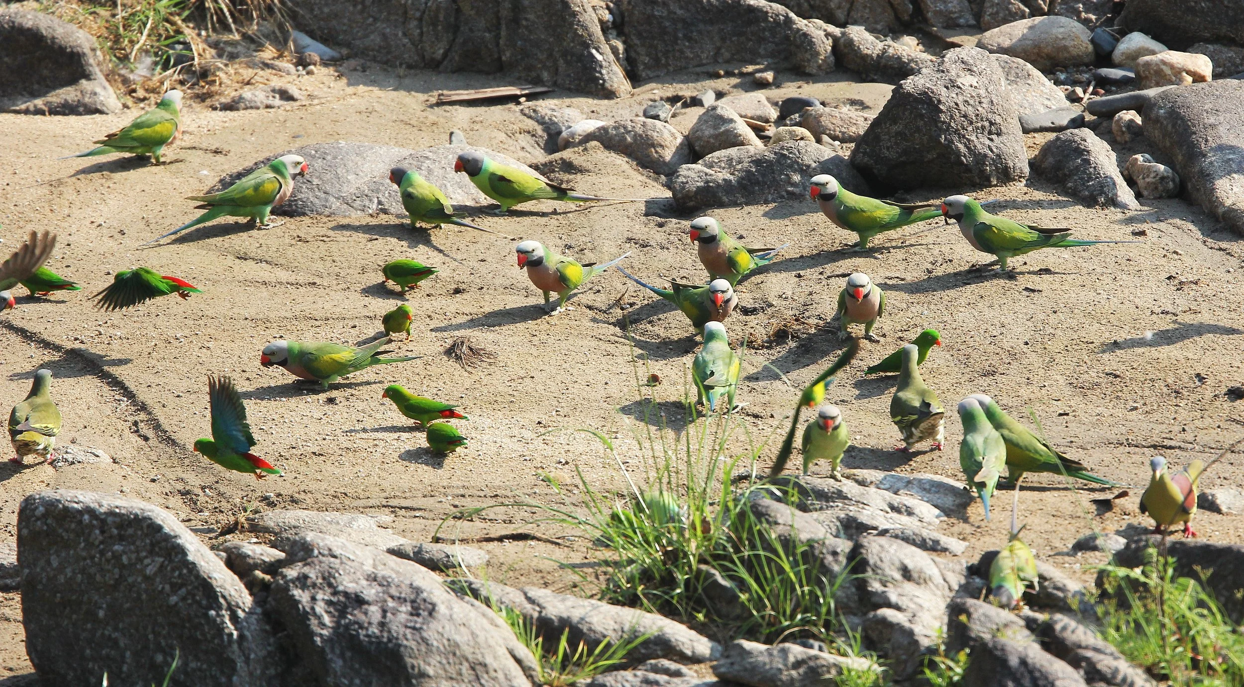 BIRD - PARAKEET - RED BREASTED, GREY-HEADED PARAKEETS & VERNAL HANGING PARROT -  HUAI KHA KHAENG NATURE RESERVE - THAILAND (53).JPG