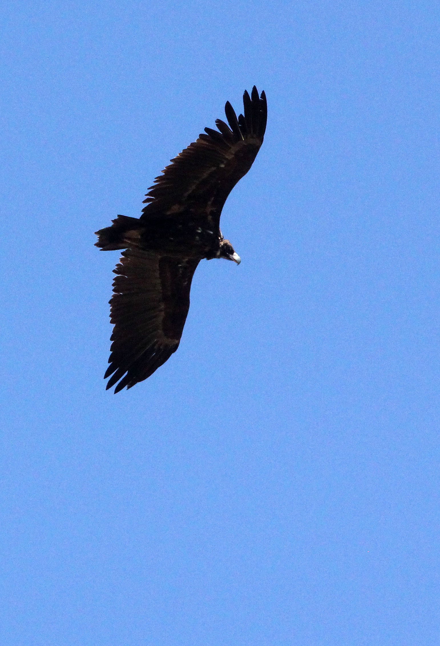 Aegypius monachus - CINEREOUS OR Black Vulture - FOOTHILLS NEAR XINGHAI CHINA (1).JPG