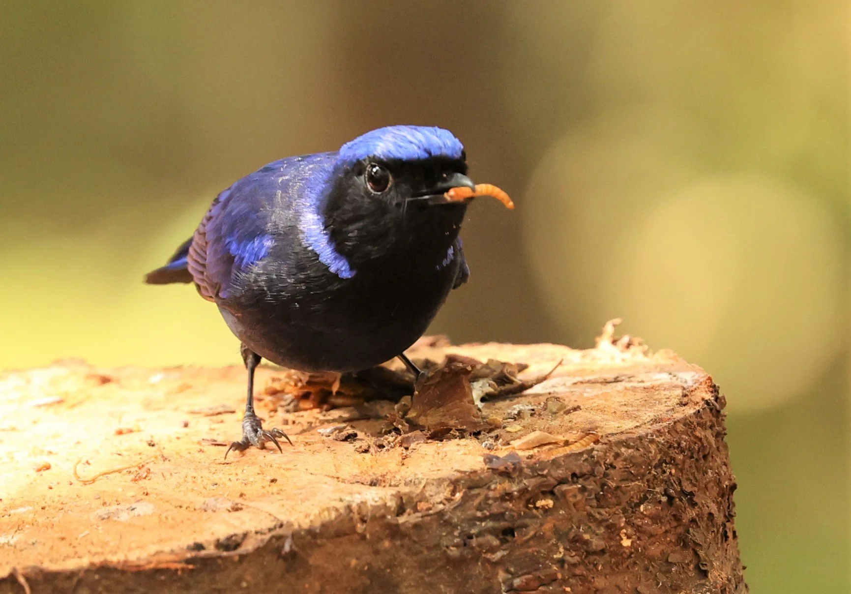 NILTAVA - SMALL NILTAVA - Niltava macgrigoriae - DOI ANG KHANG CHIANG MAI (2).jpg