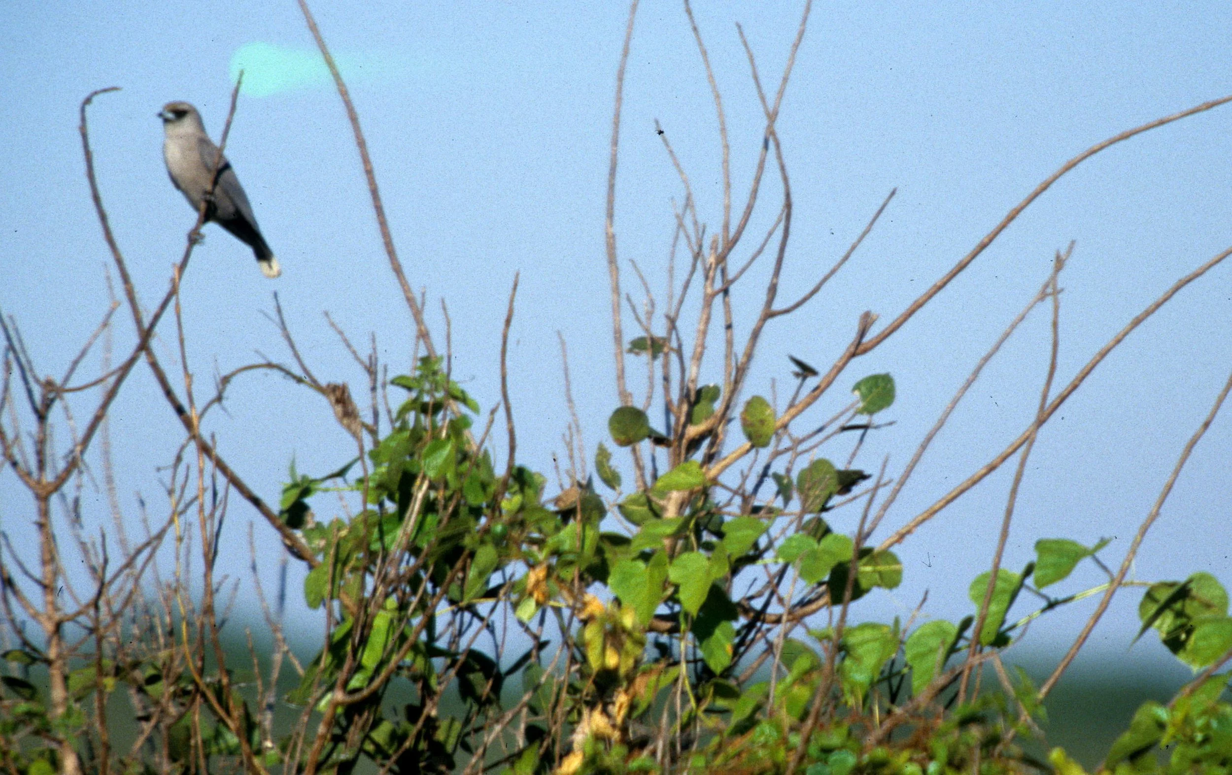 BIRD - WOODSWALLOW - BLACK-FACED WOODSWALLOW - ARTAMUS CINEREUS - KAKADU NP.jpg