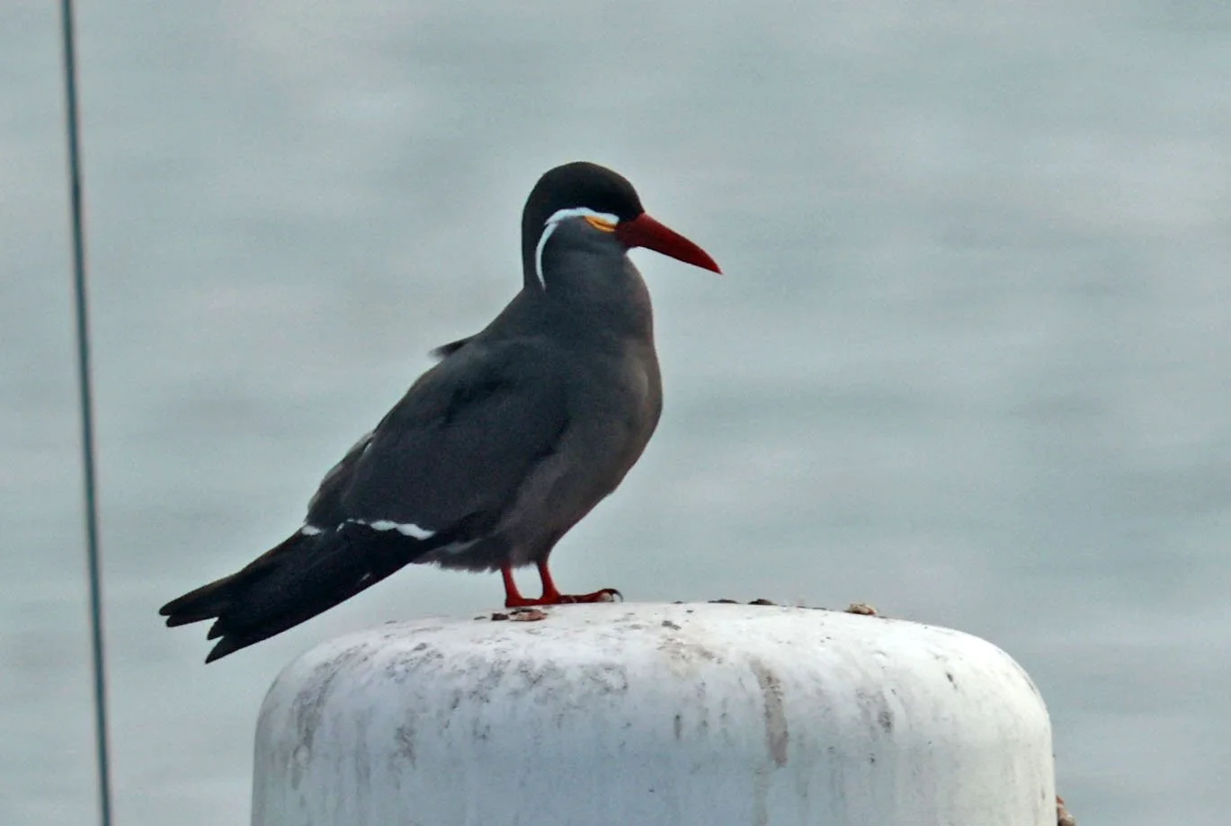 Tern - Inca Tern - Larosterna inca - Arica Chile Coastline (17).jpg