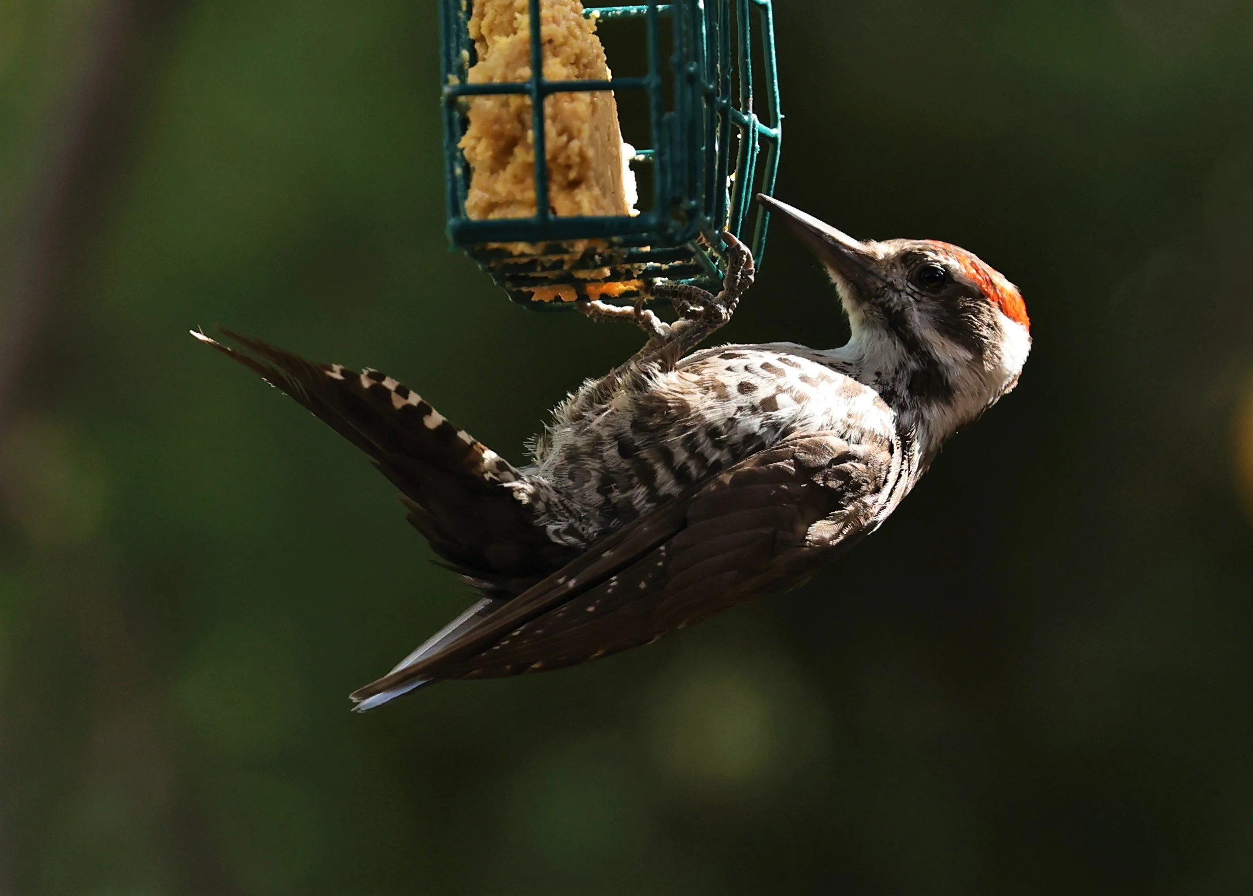 Leuconotopicus arizonae - ARIZONA WOODPECKER - CAVE CREEK ARIZONA AUGUST 2022 (1).jpg