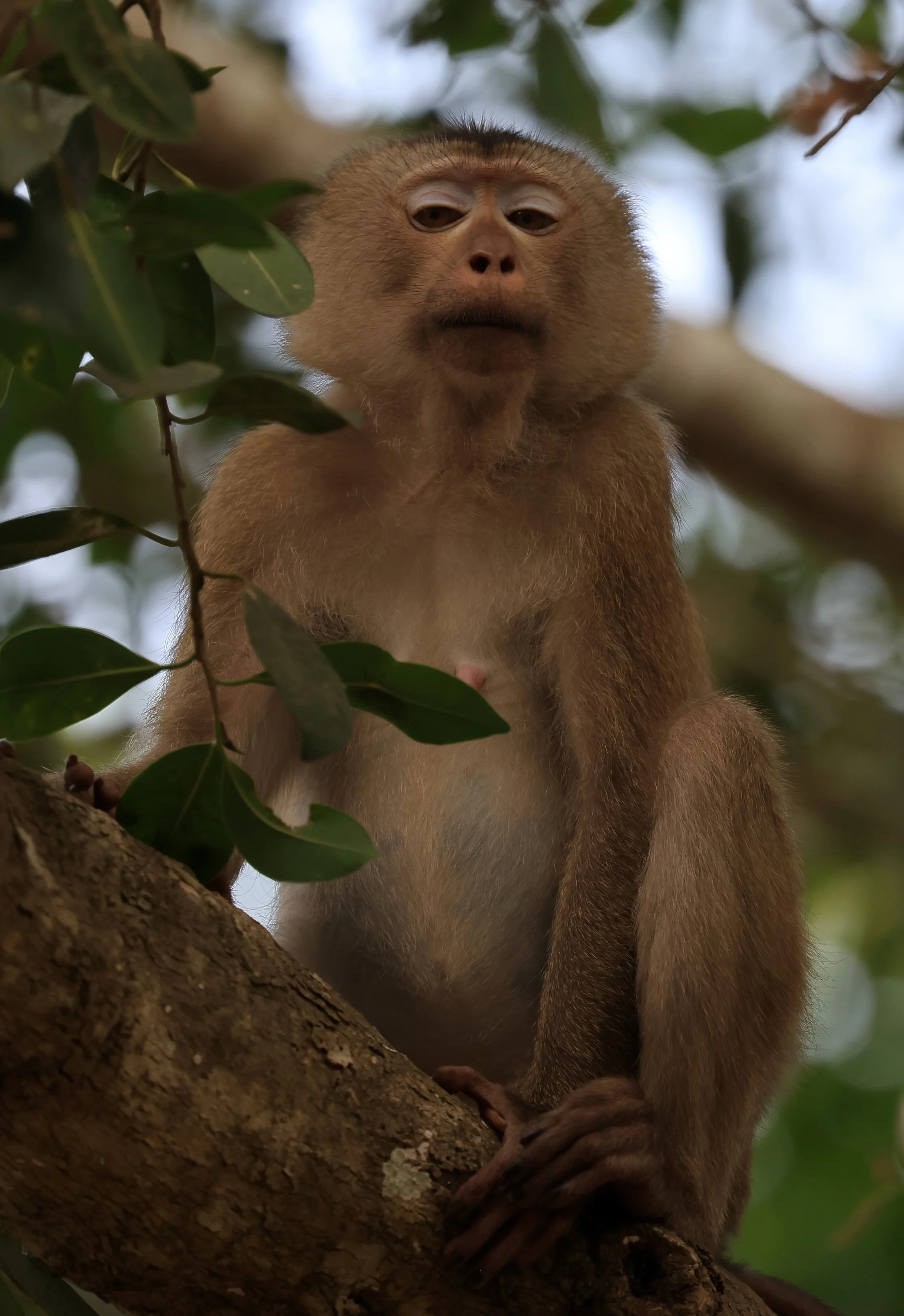 Northern Pig-tailed Macaque (Macaca leonina) Khao Yai National Park Feb 2026 Day 2 (22).jpg