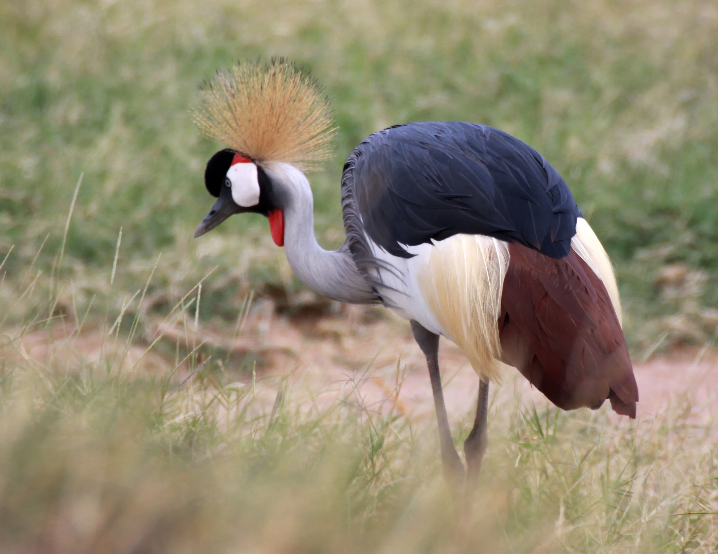 Balearica regulorum - GREY CROWNED CRANE - SAMBURU NATIONAL RESERVE KENYA (39).JPG