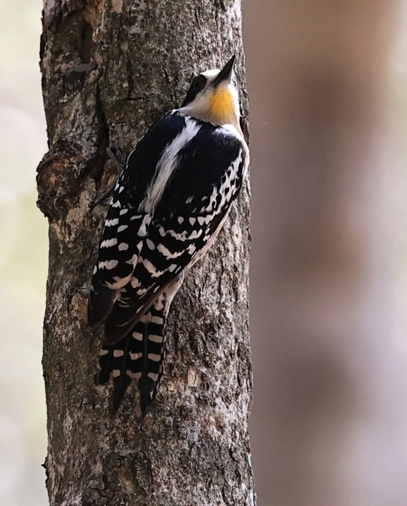 White-fronted Woodpecker (Melanerpes cactorum) Hotel Campestre Iparoma Paraguay (29).jpg