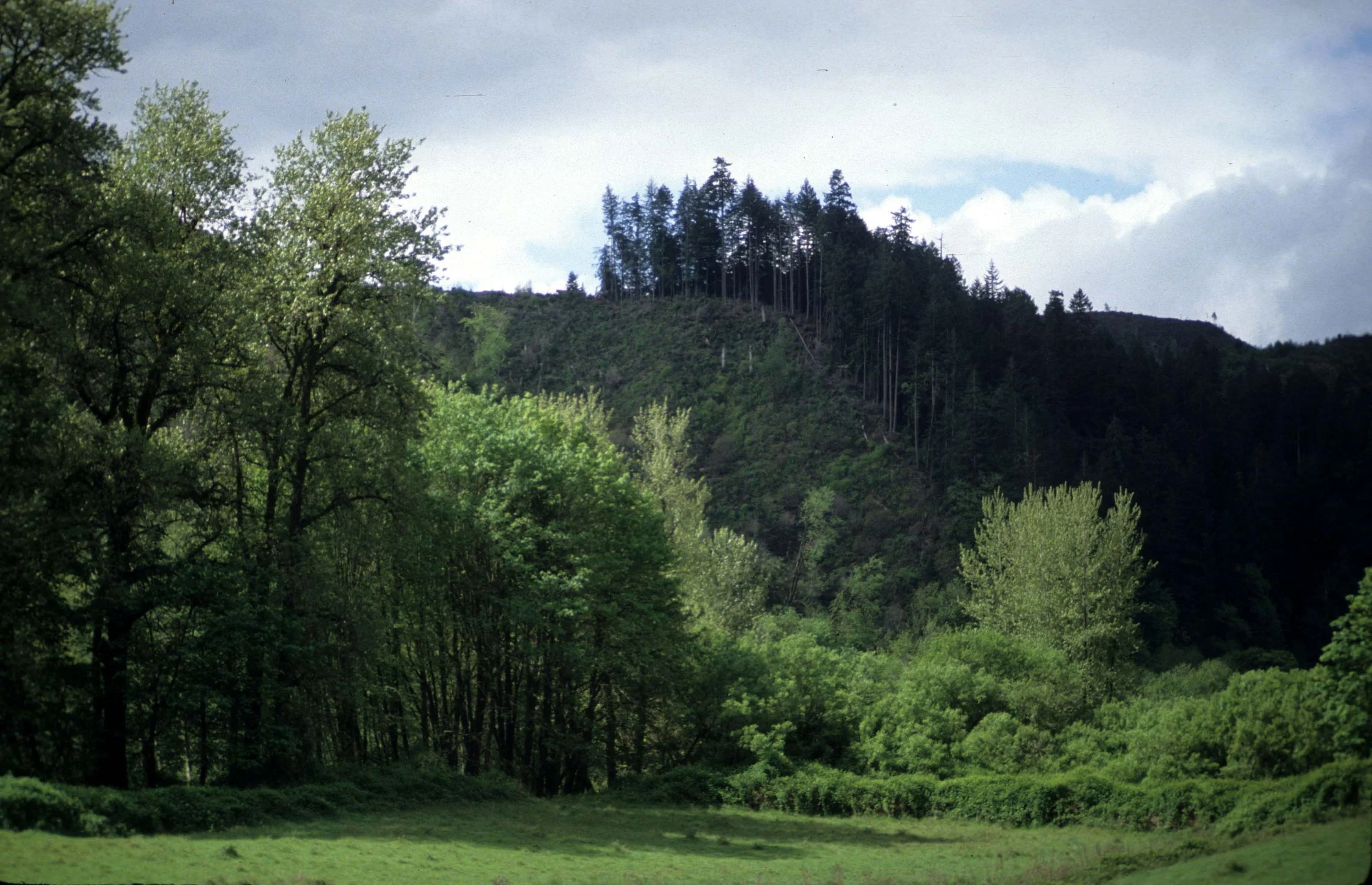 OREGON - LOGGING PRACTICES.jpg