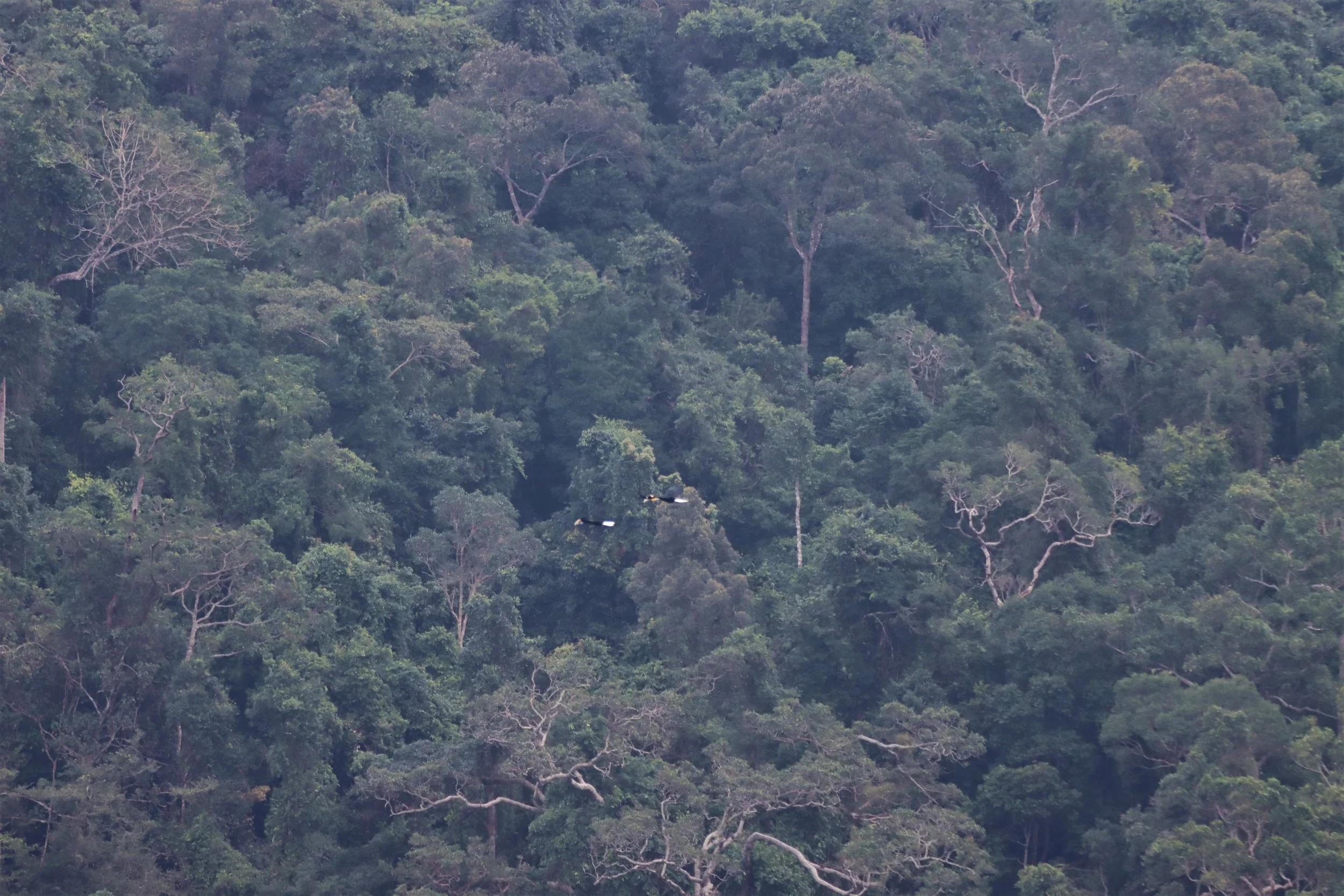 Dry Evergreen Forest - do you see the Wreathed Hornbills coursing through?