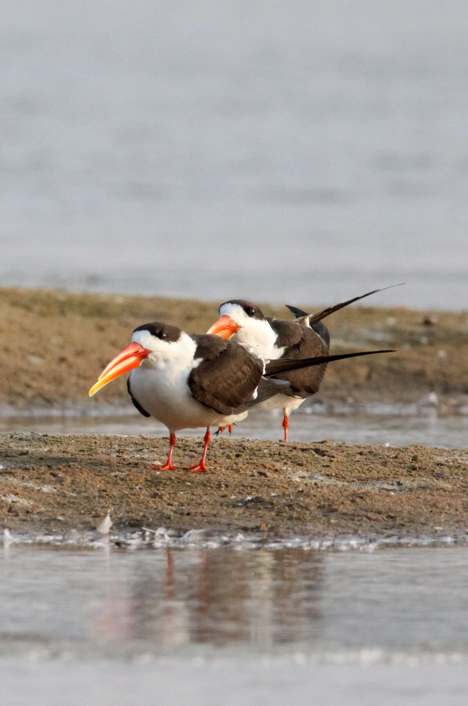 BIRD - SKIMMER - INDIAN SKIMMER - CHAMBAL SANCTUARY INDIA.JPG