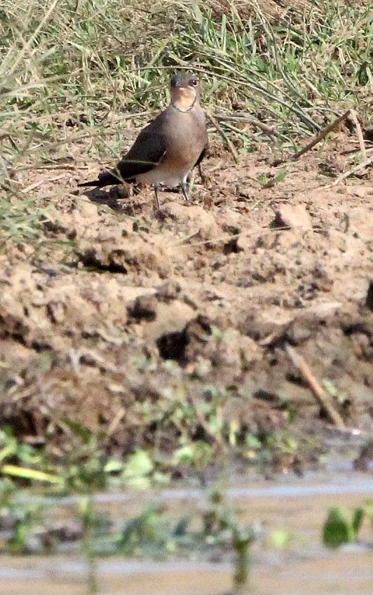 PRATINCOLE - BLACK-WINGED PRATINCOLE - Glareola nordmanni - QUEEN ELIZABETH NP UGANDA (6).JPG