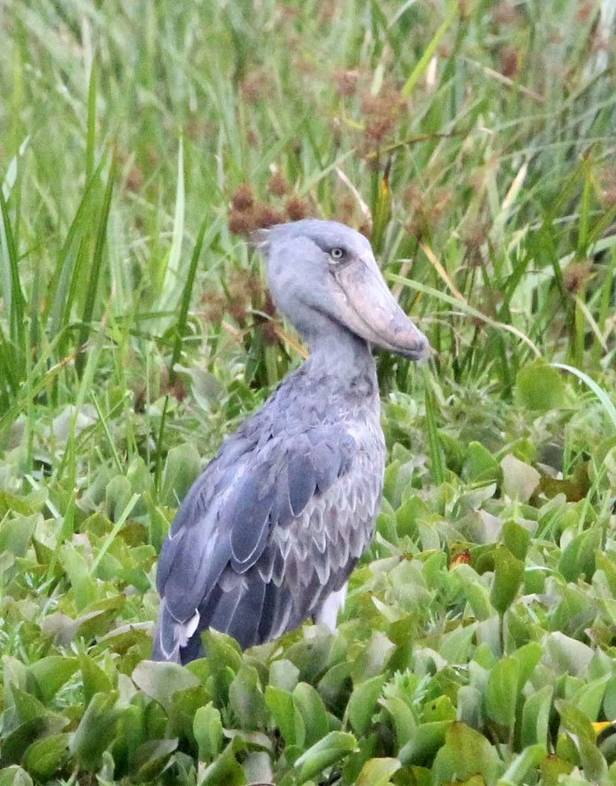 BIRD - STORK - SHOEBILL STORK - MURCHISON FALLS NATIONAL PARK UGANDA (36).JPG