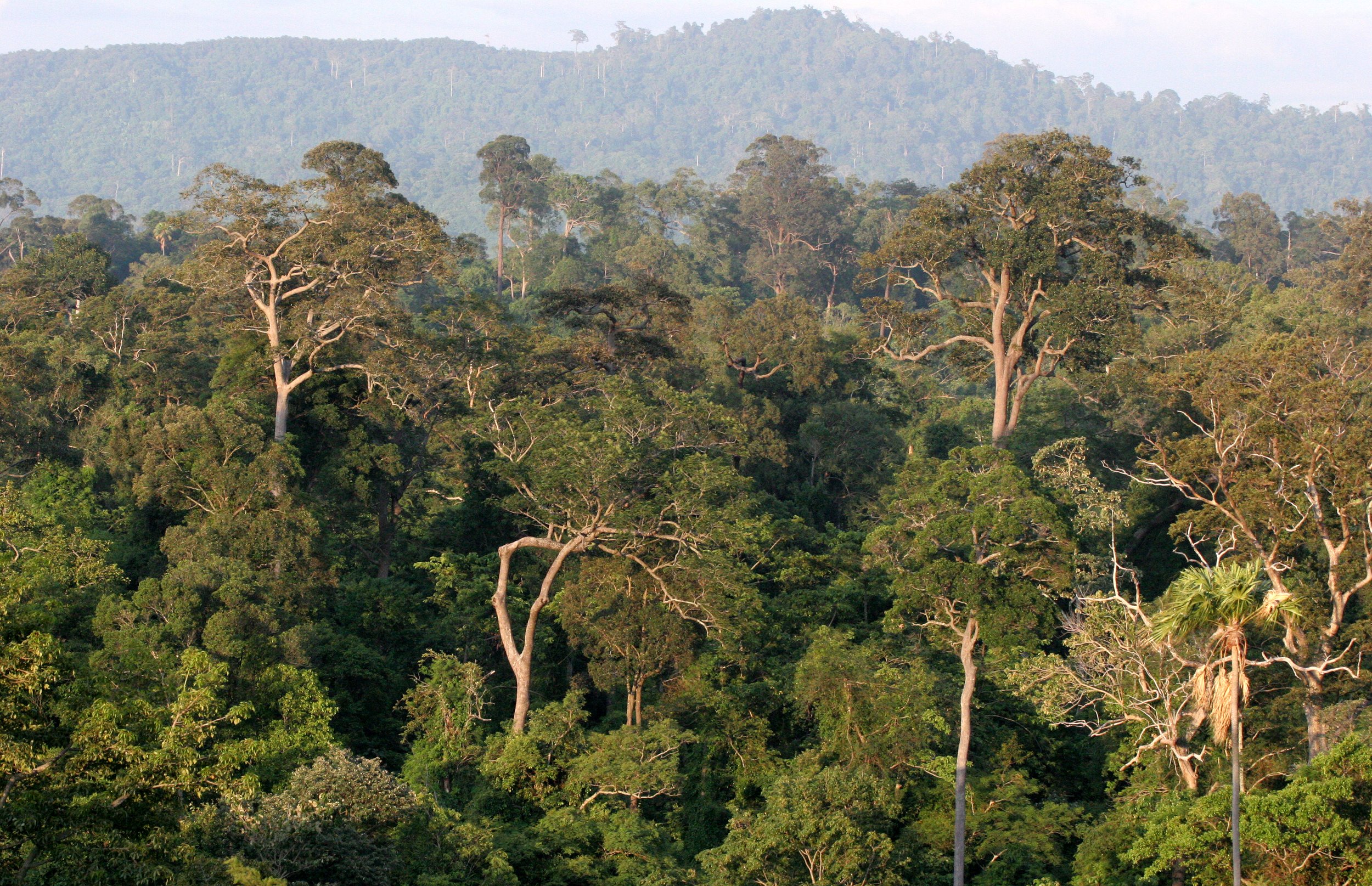 The layers of forest