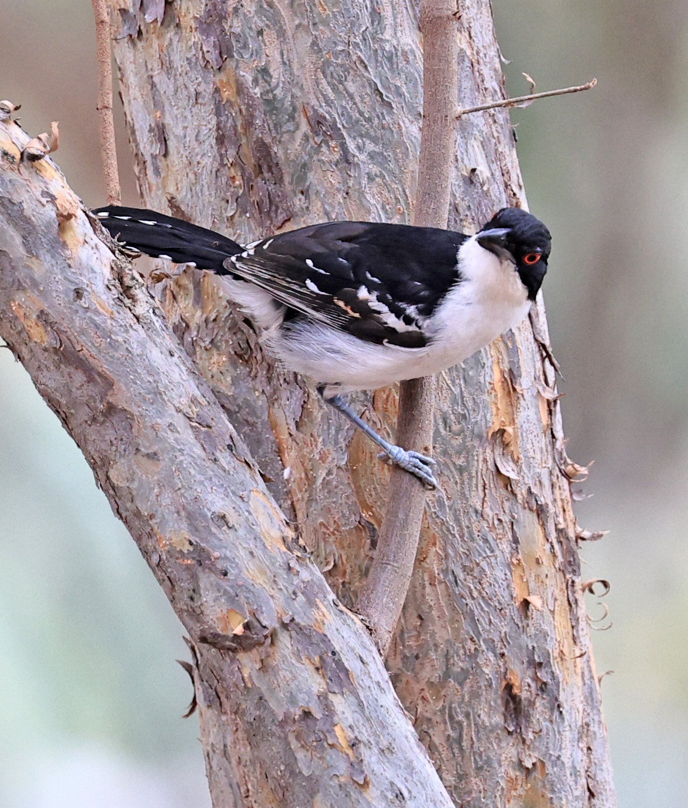 Great Antshrike (Taraba major) Hotel Campestre Iparoma Paraguay (18).jpg