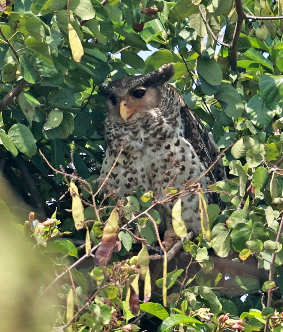 Spot-bellied Eagle-Owl (Bubo nipalensis) Pak Chong Mu Si Municipality Feb 2026  (36).jpg