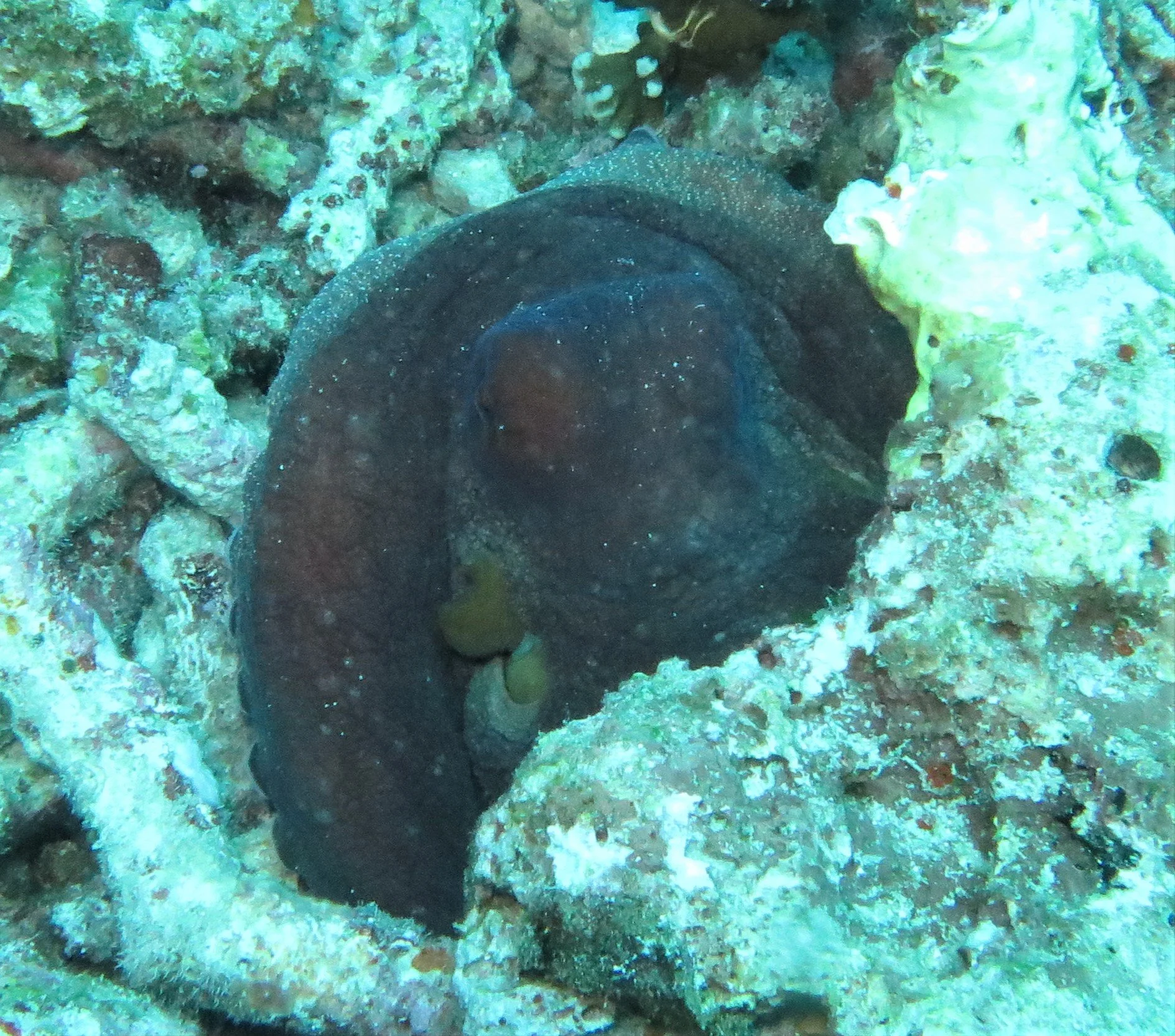 Octopus - Common Octopus (Octopus vulgaris) - Similan Islands Marine Park Thailand