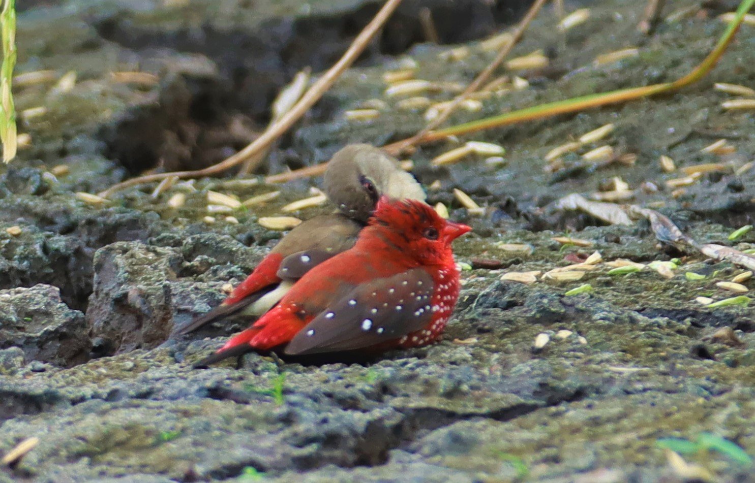 RED AVADAVAT - Amandava amandava - LAT KRABANG THAP YAO RICEFIELDS August 25, 2021 (74).jpg