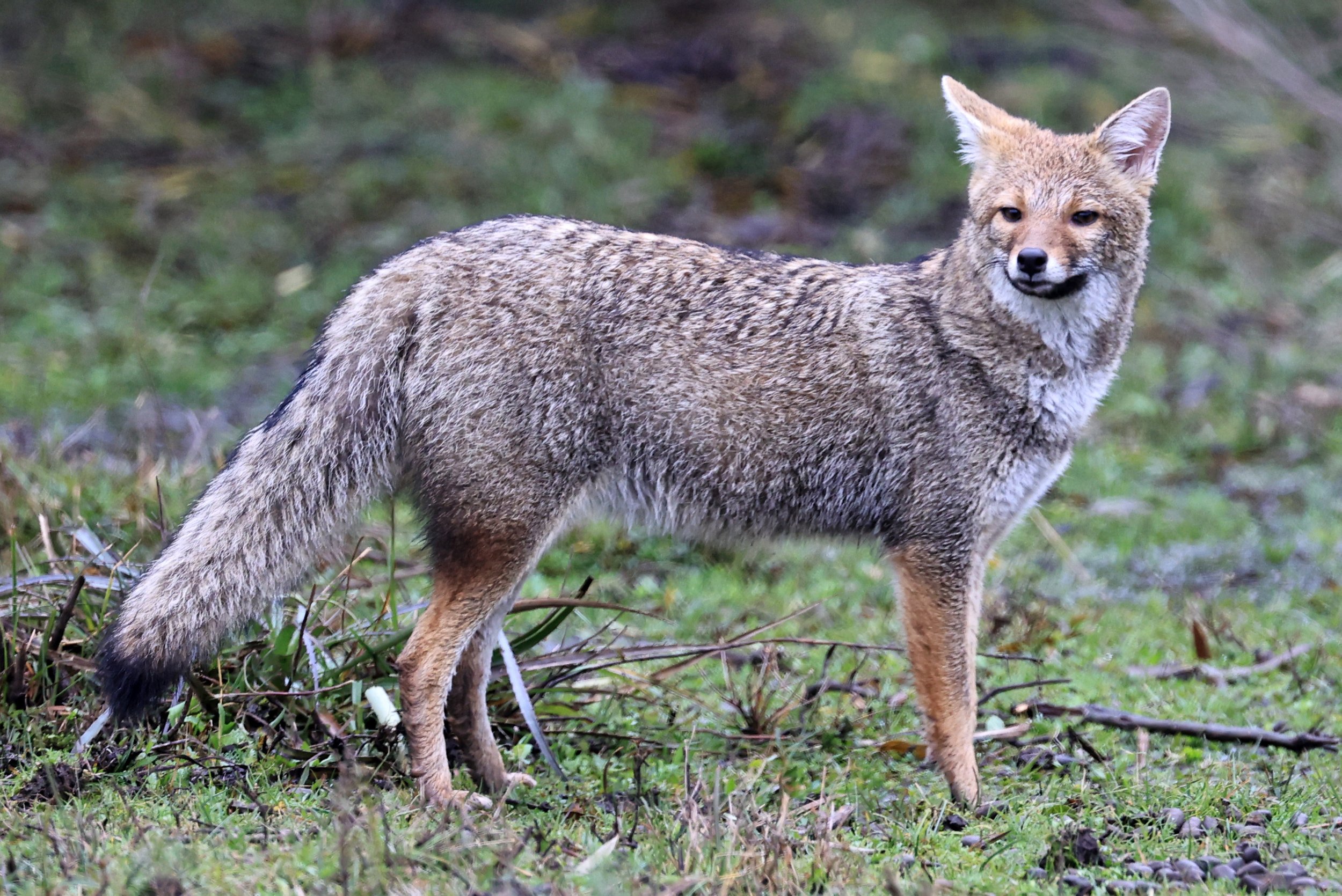 Pampas Fox (Lycalopex gymnocercus) El Palmar National Park, Entre Rios, Argentina day 2 (49).jpg