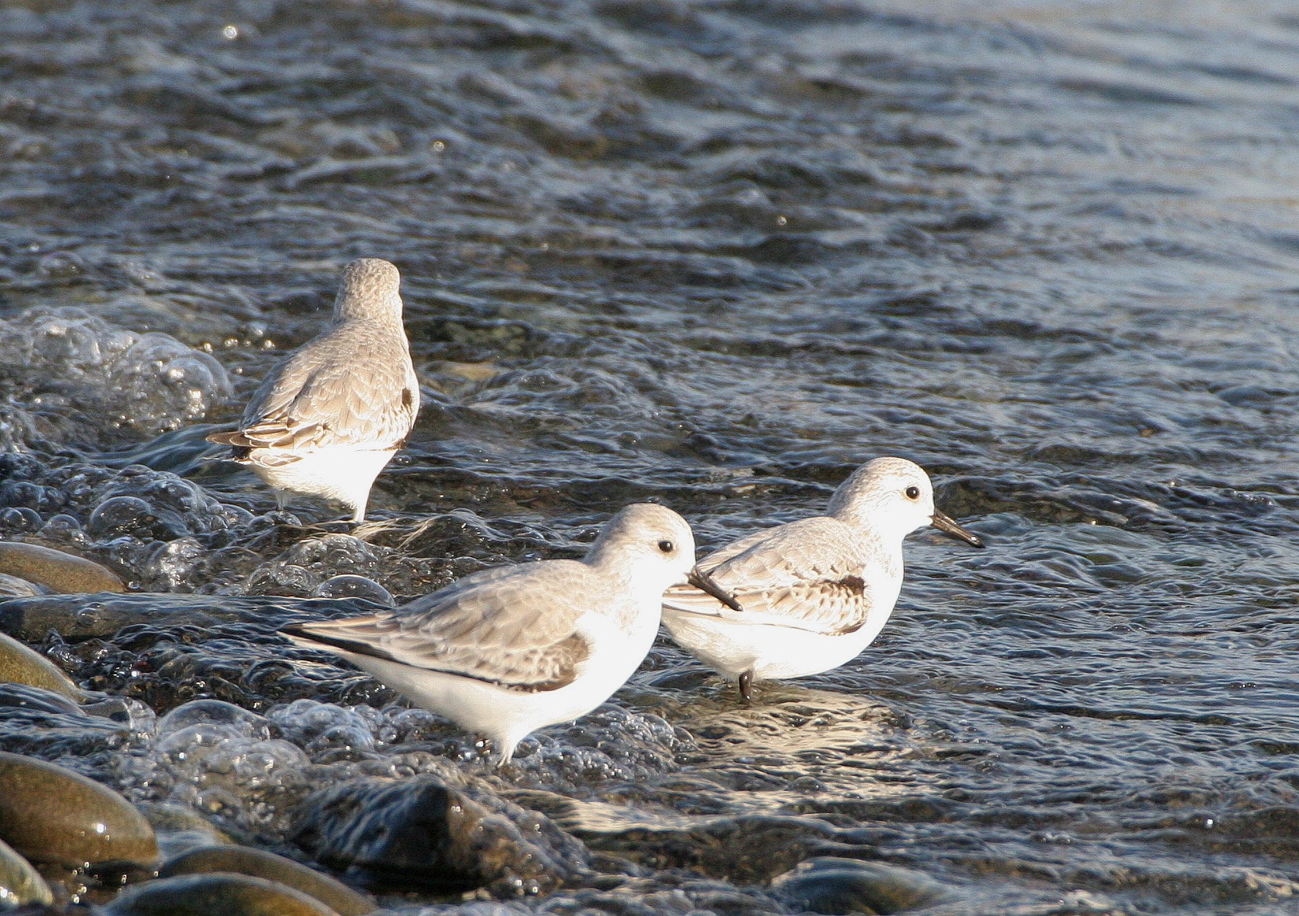 BIRD - SANDERLINGS - EDIZ HOOK PA HARBOR (2).jpg