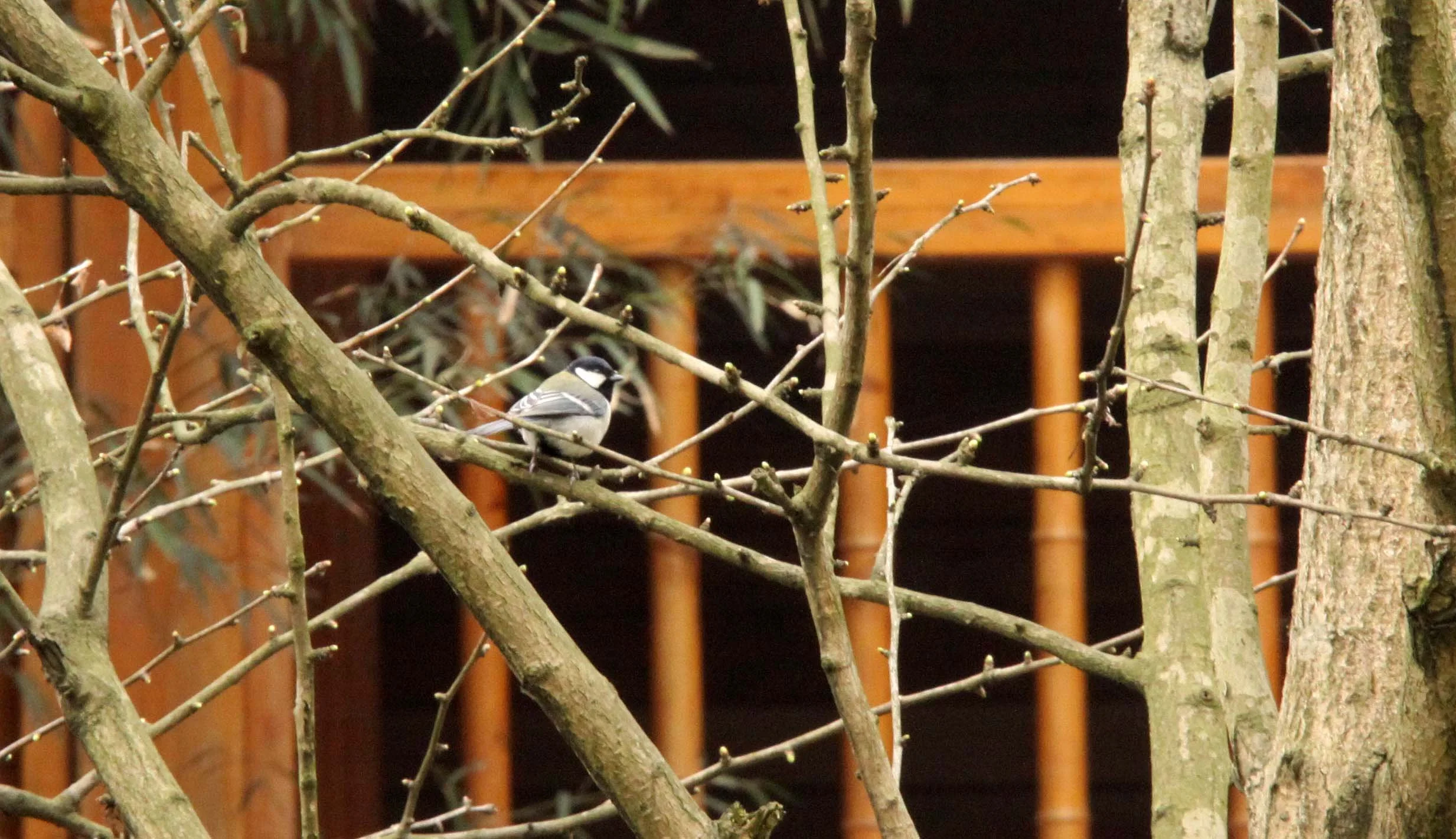 Coal Tit (Periparus ater) Hotsprings Area near Ya'an Sichuan.JPG
