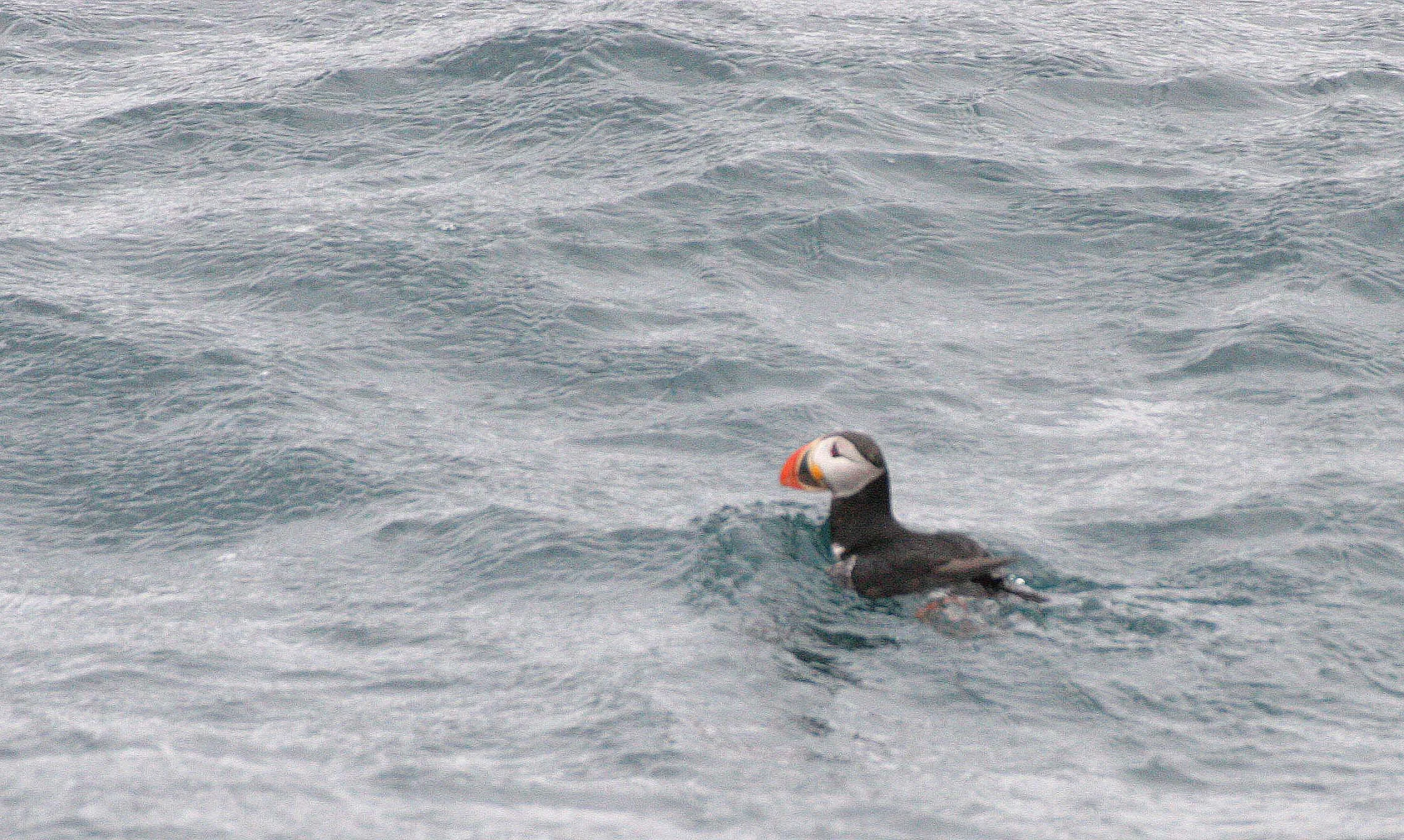 Fratercula arctica - ATLANTIC PUFFIN - SVALBARD (4).jpg