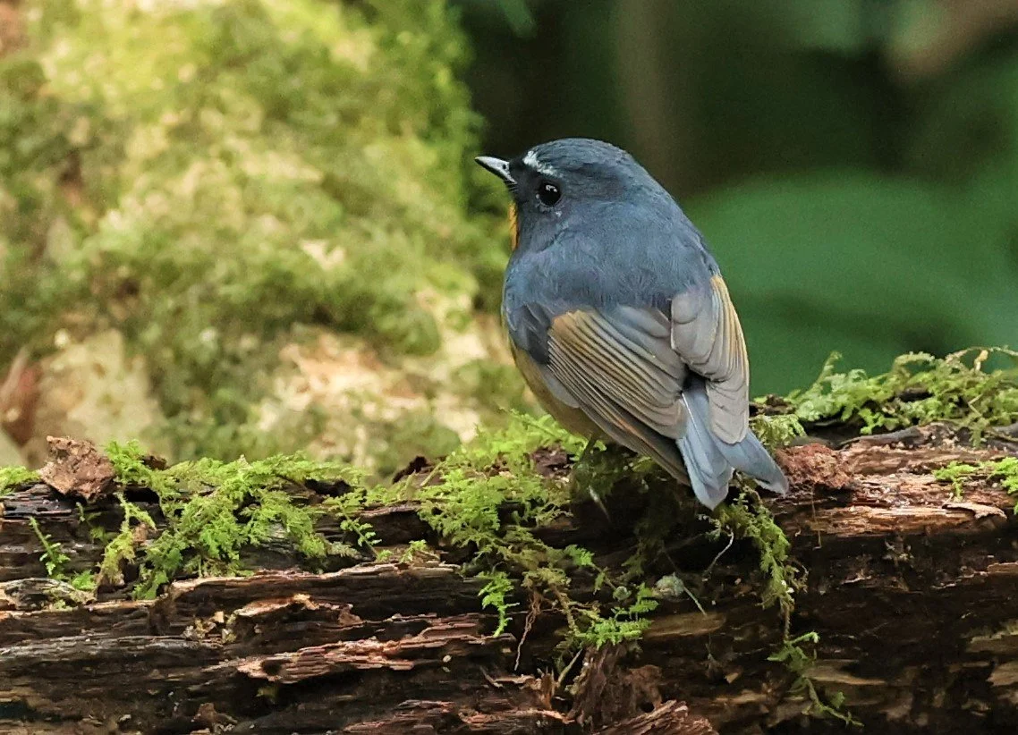 FLYCATCHER - SNOWY-BROWED FLYCATCHER - Ficedula hyperythra - DOI PHA HOM POK NP DOI LANG EAST FEB 2022 (23).jpg