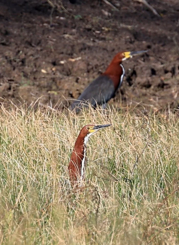 Rufescent Tiger-Heron (Tigrisoma lineatum) Reserva Nueland  Selva Serena (8).jpg