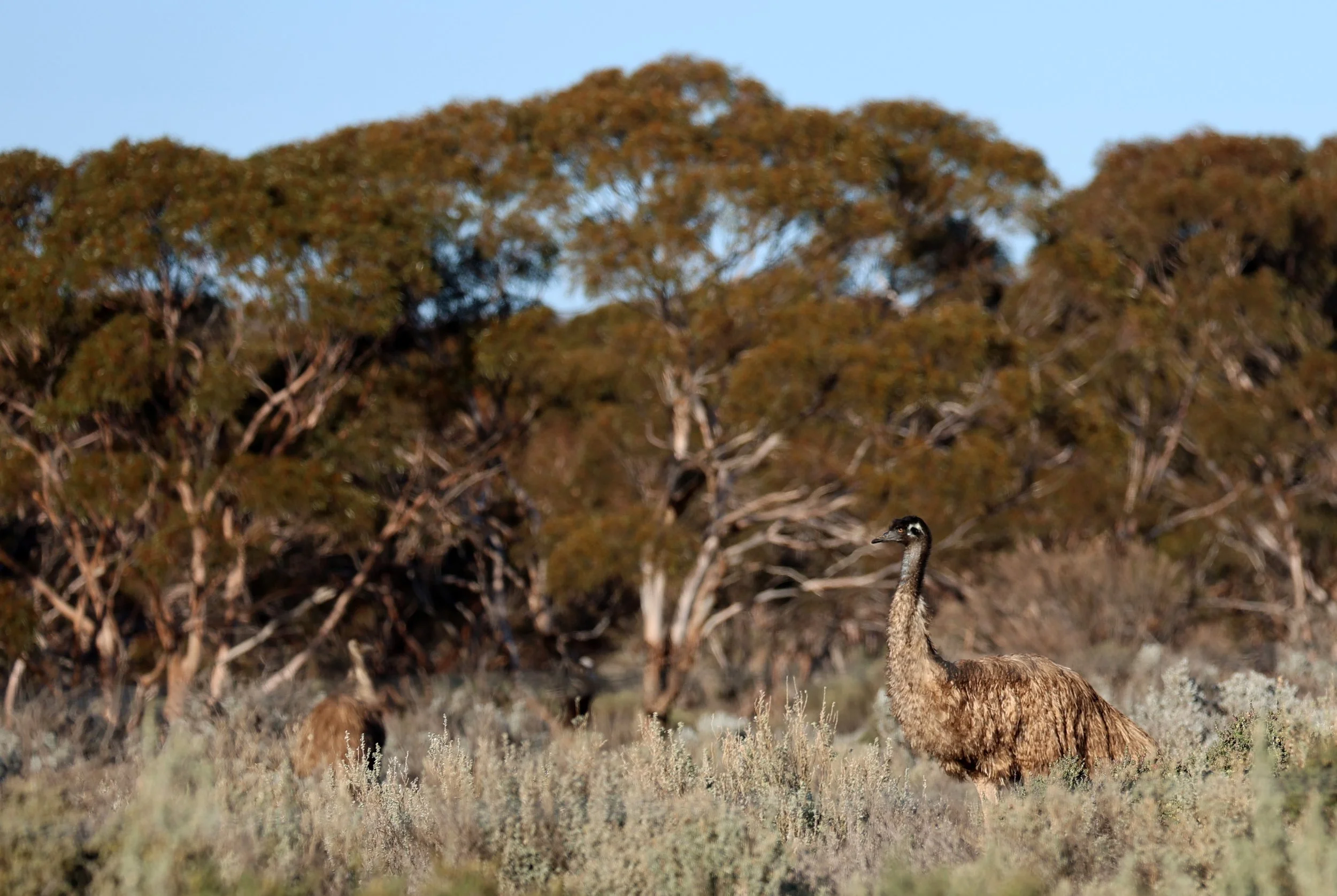 Emu (Dromaius novaehollandiae) Goyder Highway toward Warren Gorge - South Australia (8).jpg