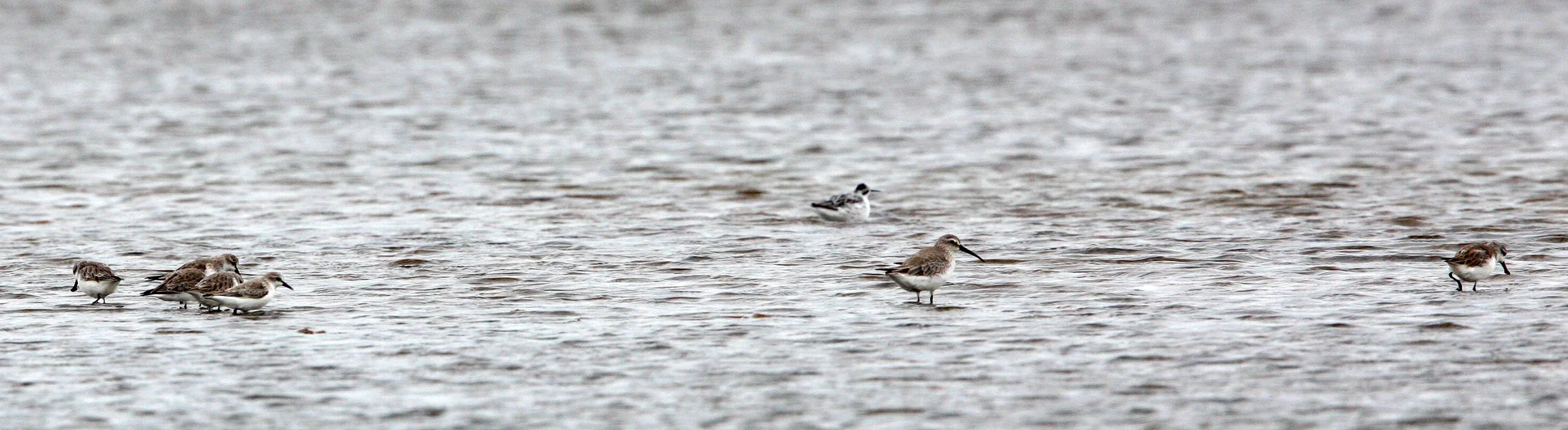 SANDPIPER - SPOON-BILLED SANDPIPER - Calidris pygmeus - PAK THALE PETCHABURI PROVINCE THAILAND (67).JPG