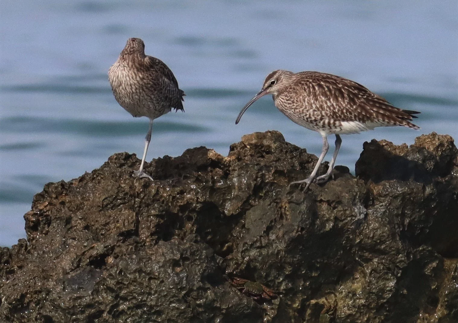 WHIMBREL - Numenius phaeopus - LAEM PAKARAM  PHANG NGA (35).jpg