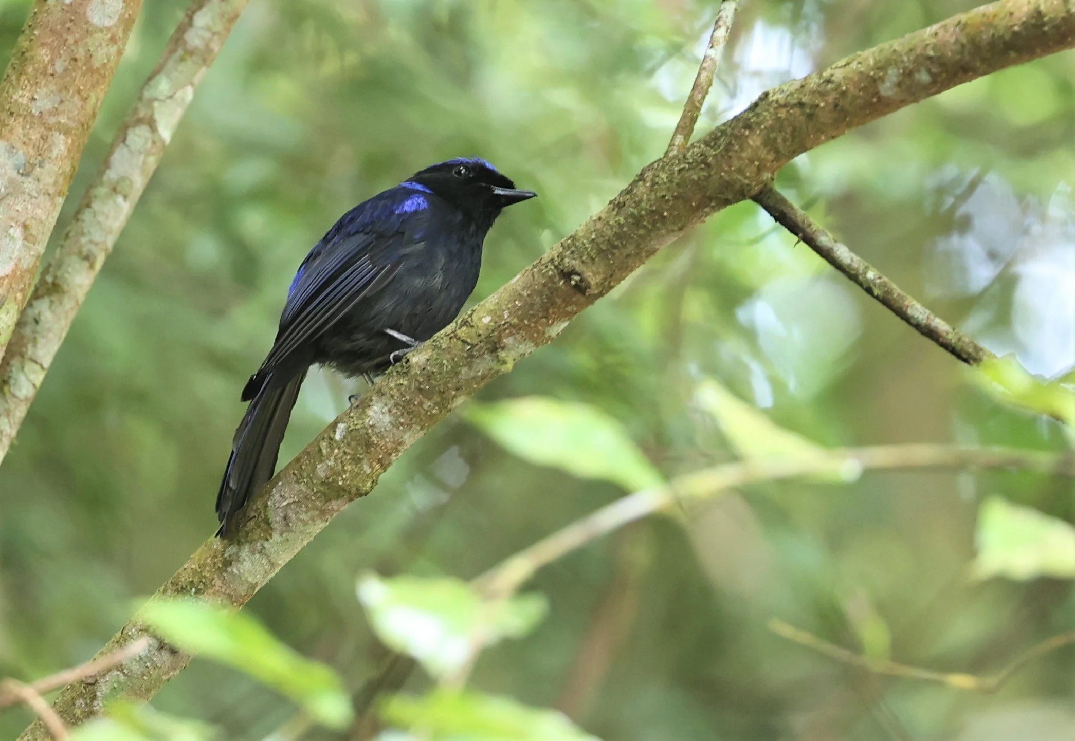 Niltava grandis - LARGE NILTAVA - FRASER'S HILL, MALAYSIA JUNE 2022 (1).jpg