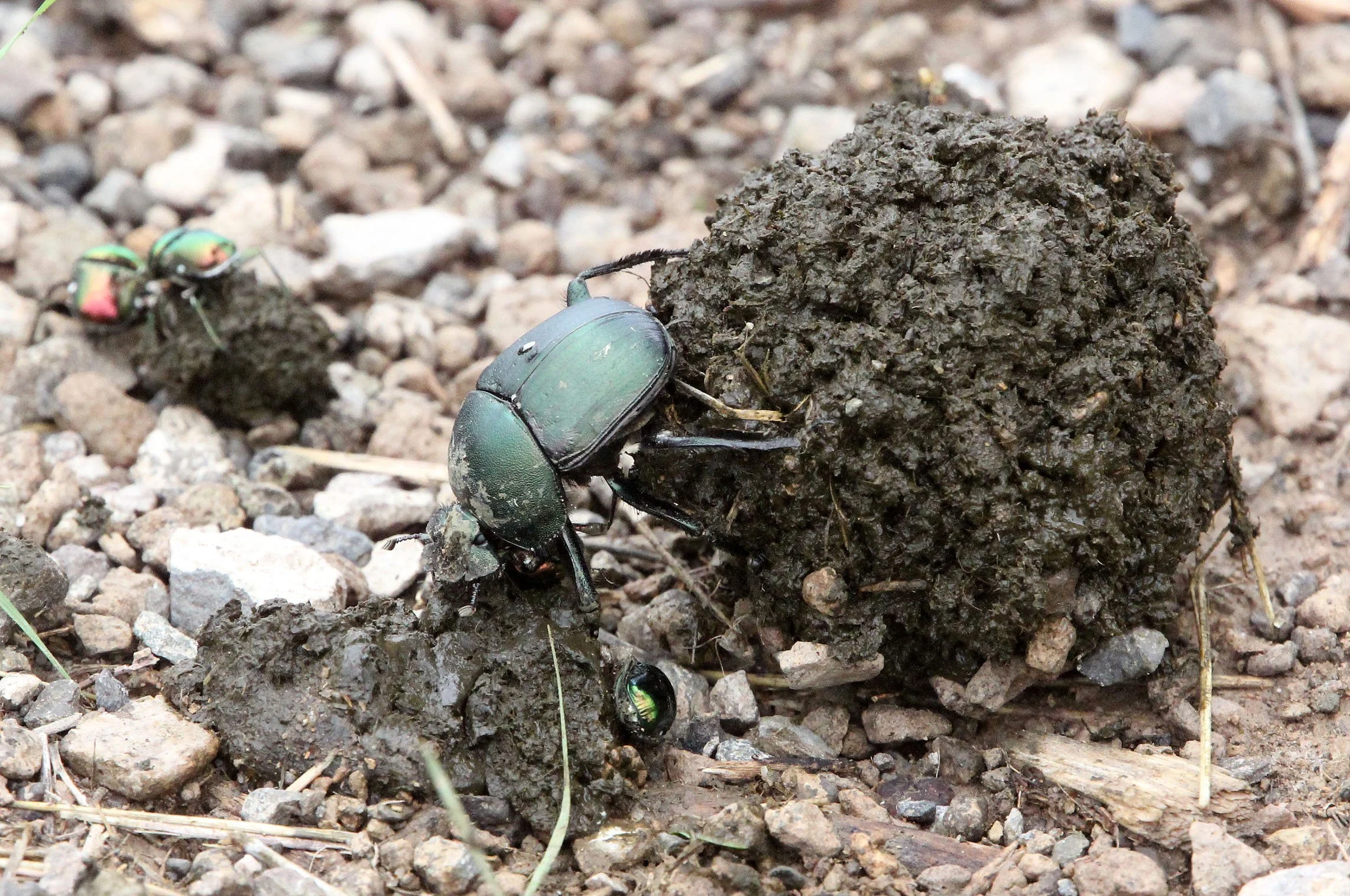 Kheper species - Awash National Park, Ethiopia (2).JPG