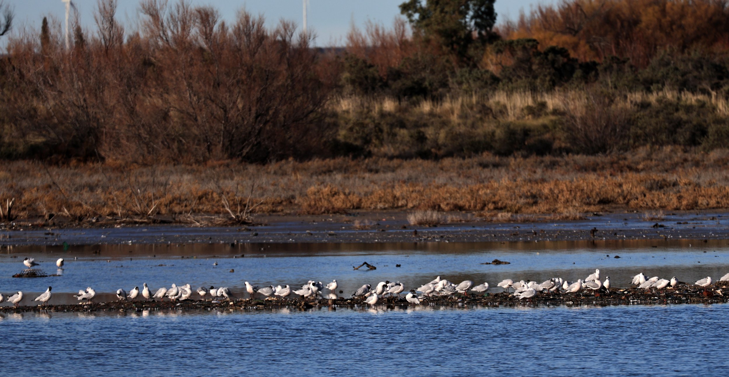 Brown-hooded Gull (Chroicocephalus maculipennis) Lagunas del Ornitólogo, Trelew Argentina  (4).jpg