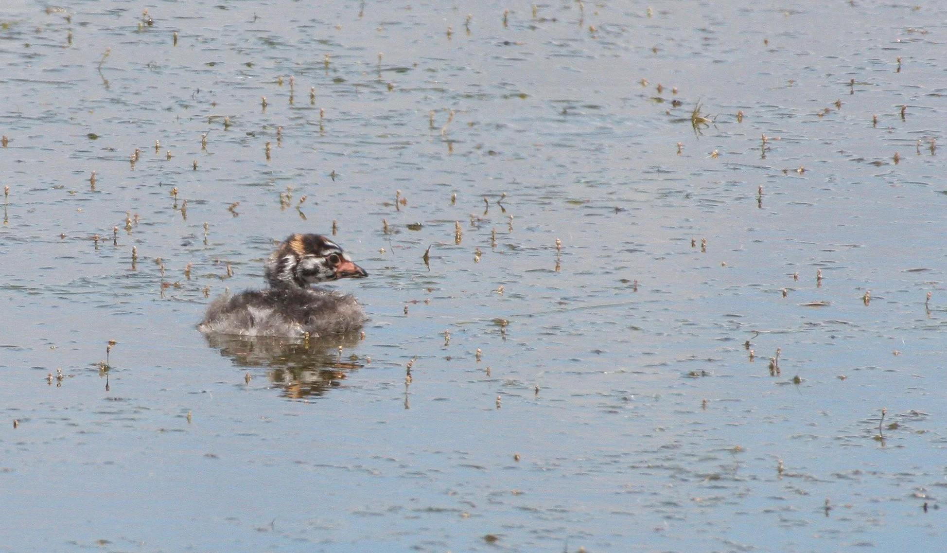 Pied-billed Grebe (Podilymbus podiceps) Ridgefield NWR Washington (14).JPG