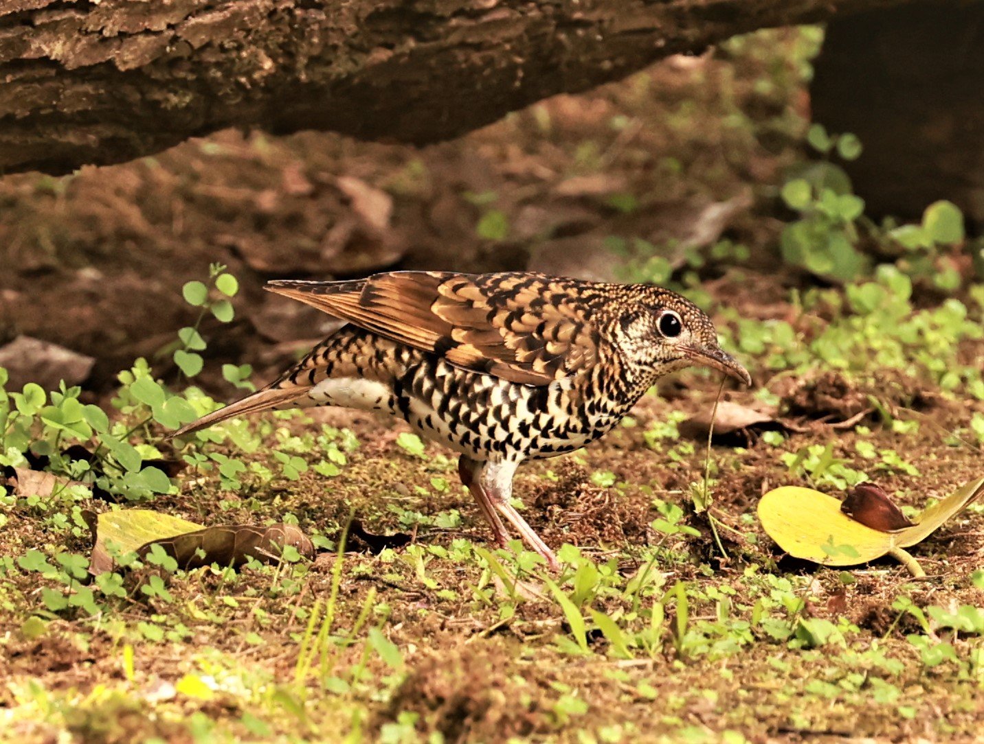 Scaly Thrush (Zoothera dauma) Doi Ang Kang Chiang Mai (46).jpg