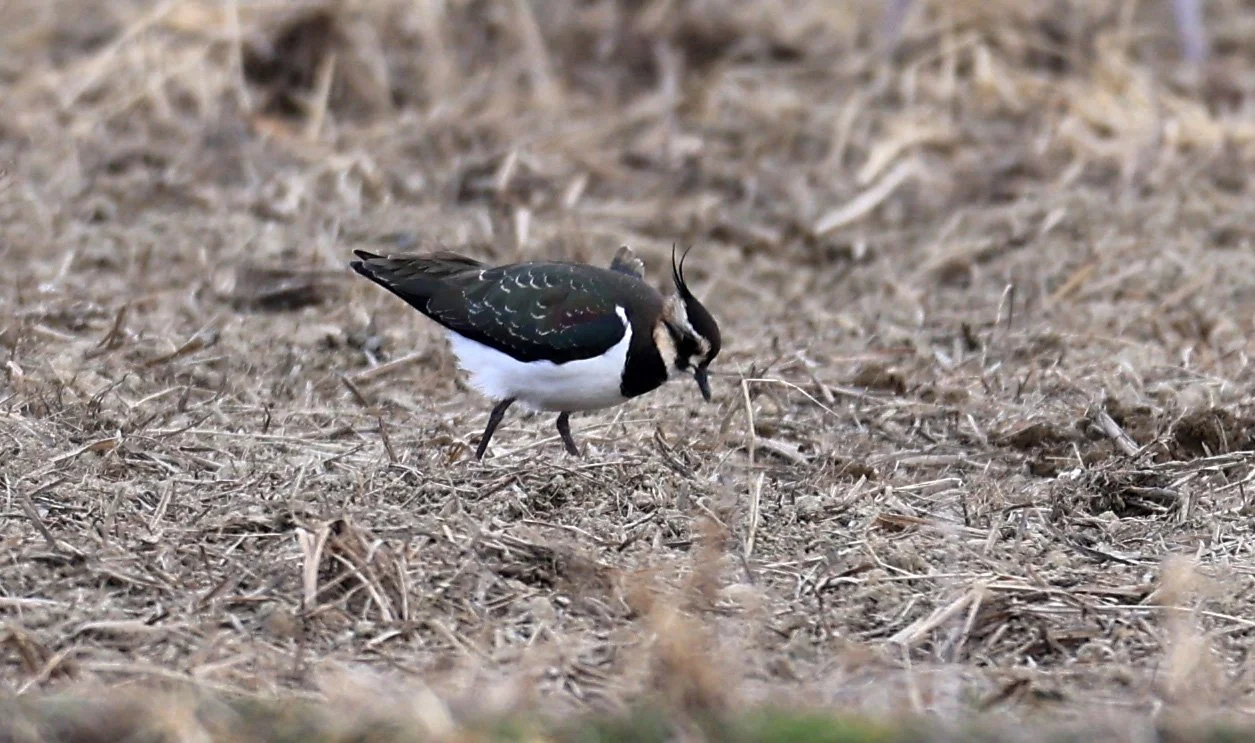 Northern lapwing (Vanellus vanellus) Izumi Crane Park & Center, Izumi Kagoshima Kyushu Japan
