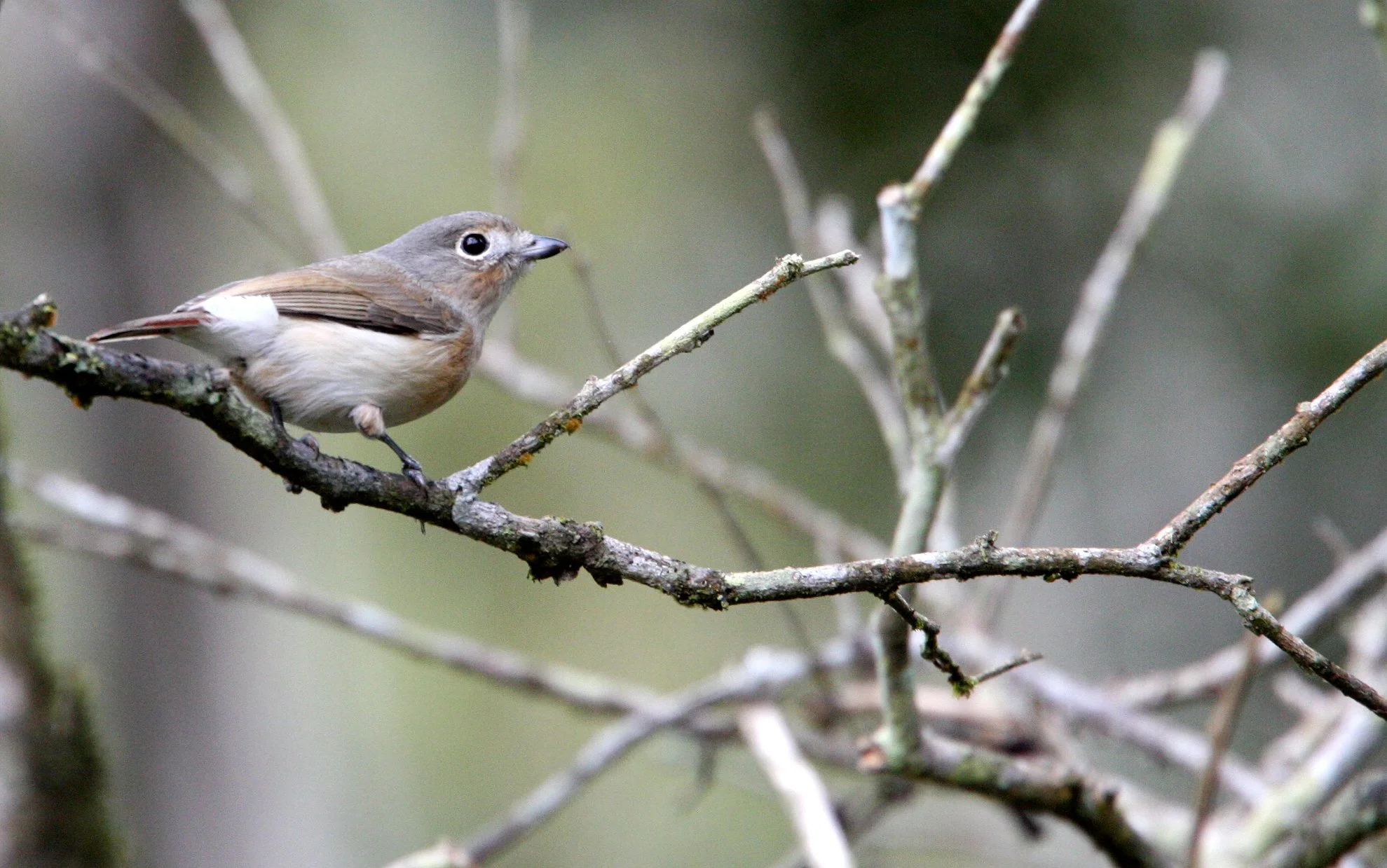 Calicalicus madagascariensis - Red-tailed Vanga - Mantadia NP, Madagascar (2).JPG