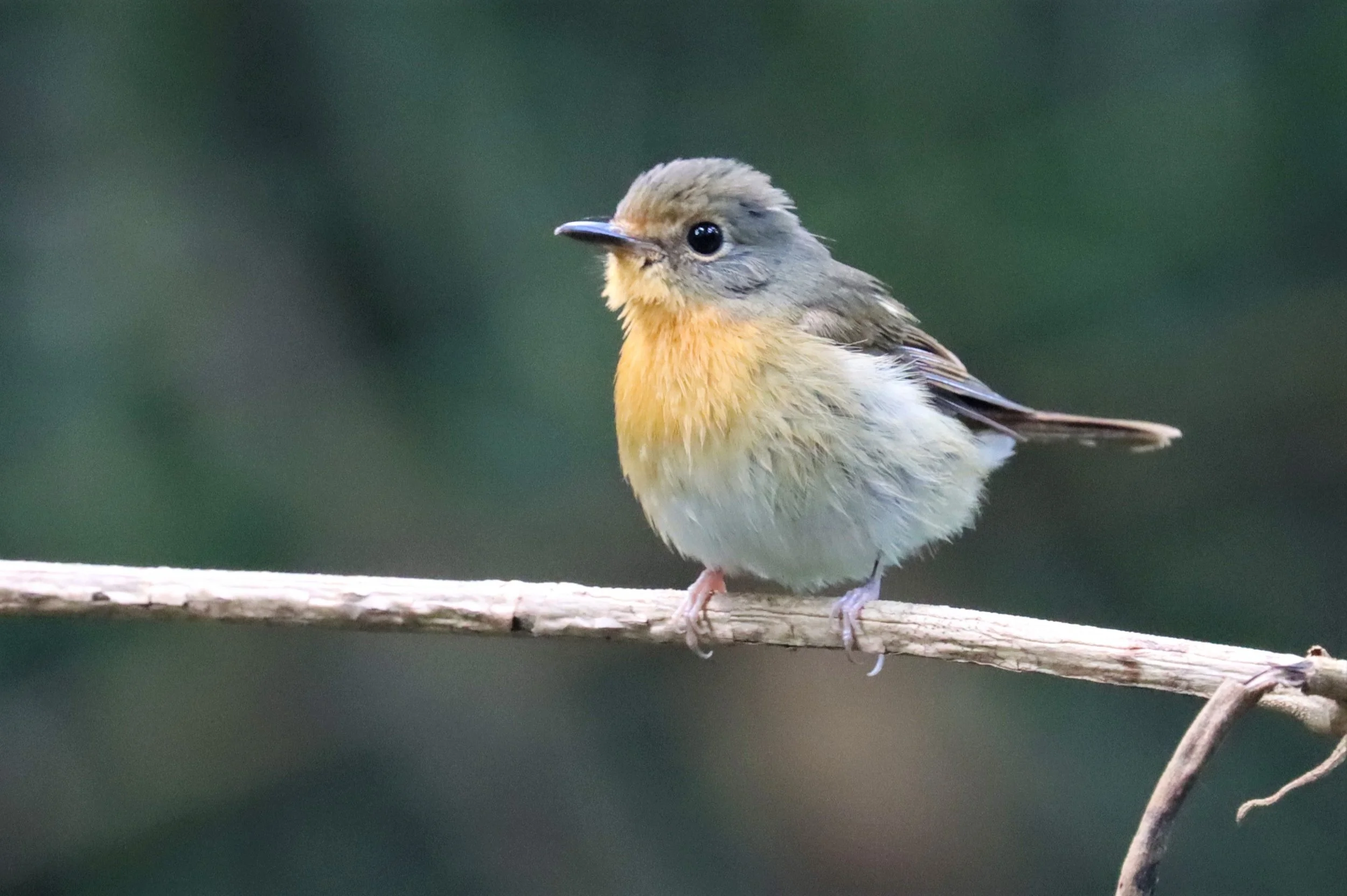 FLYCATCHER - LARGE BLUE FLYCATCHER - Cyornis magnirostris - WAT THAM PRATHUN CHONBURI (63).jpg