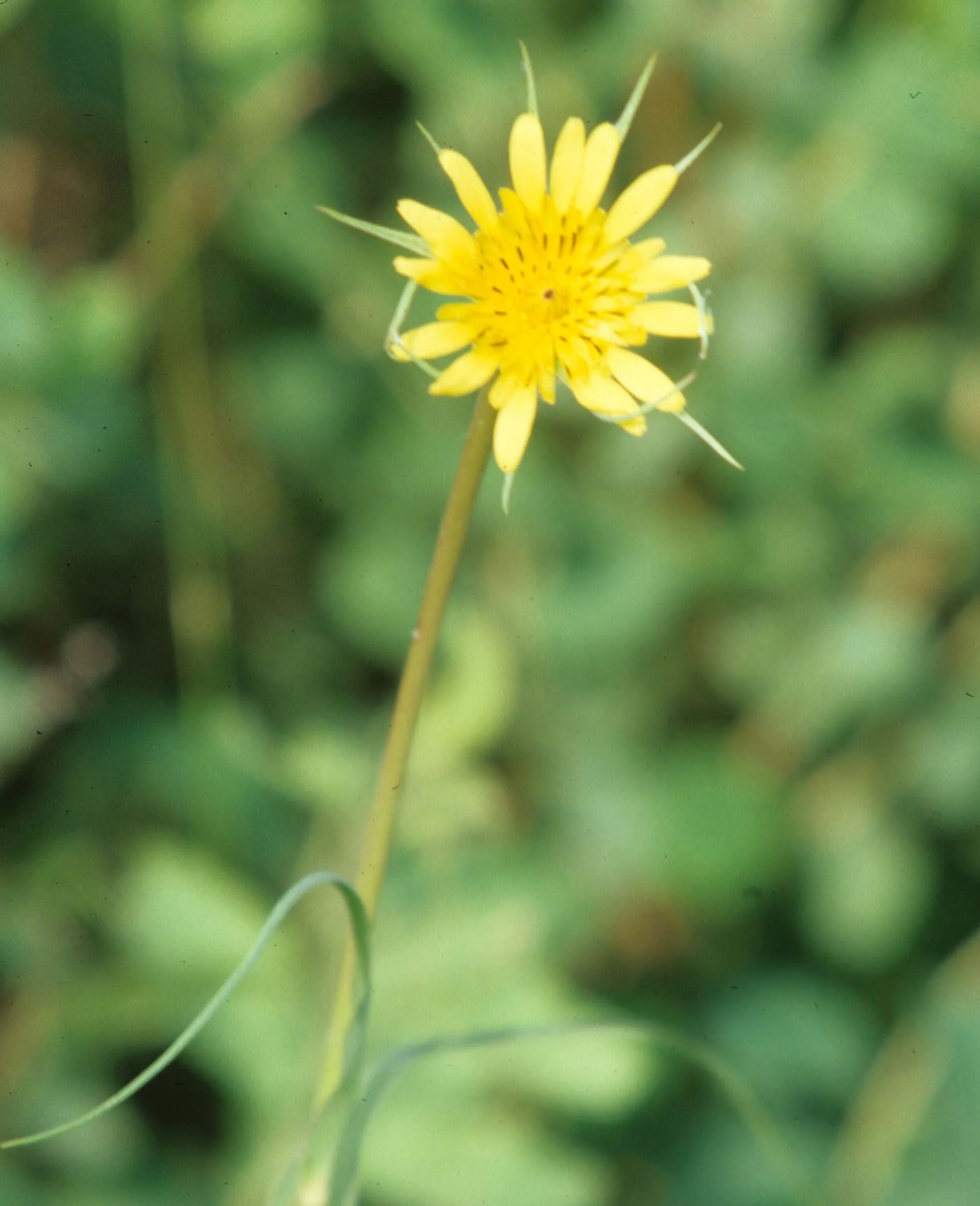 GREAT PLAINS - PLANT SPECIES A.jpg