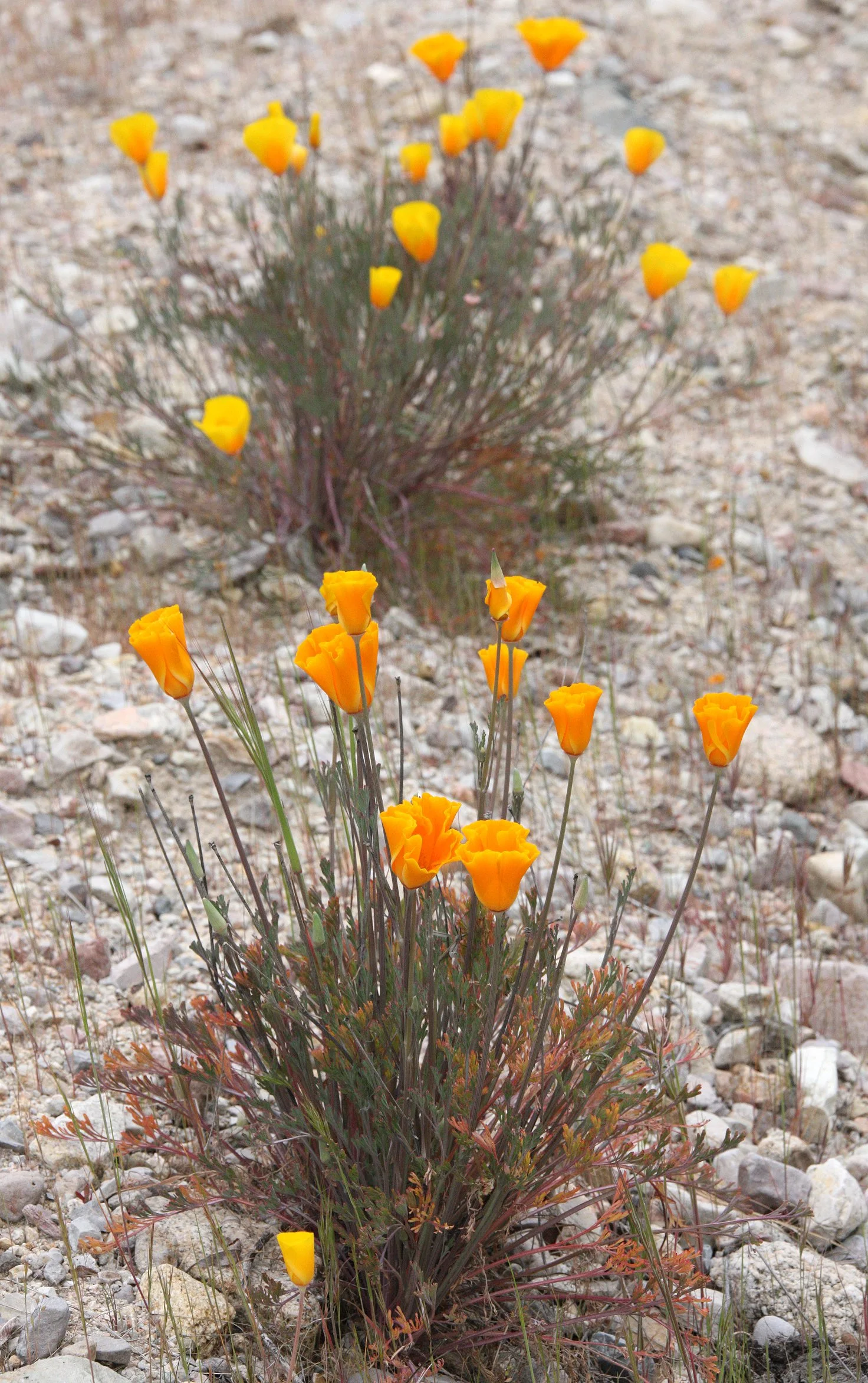 PAPAVERACEAE - ESCHSCHOLZIA CALIFORNICA - CALIFORNIA POPPY - PINNACLES NATIONAL MONUMENT CALIFORNIA (4).JPG