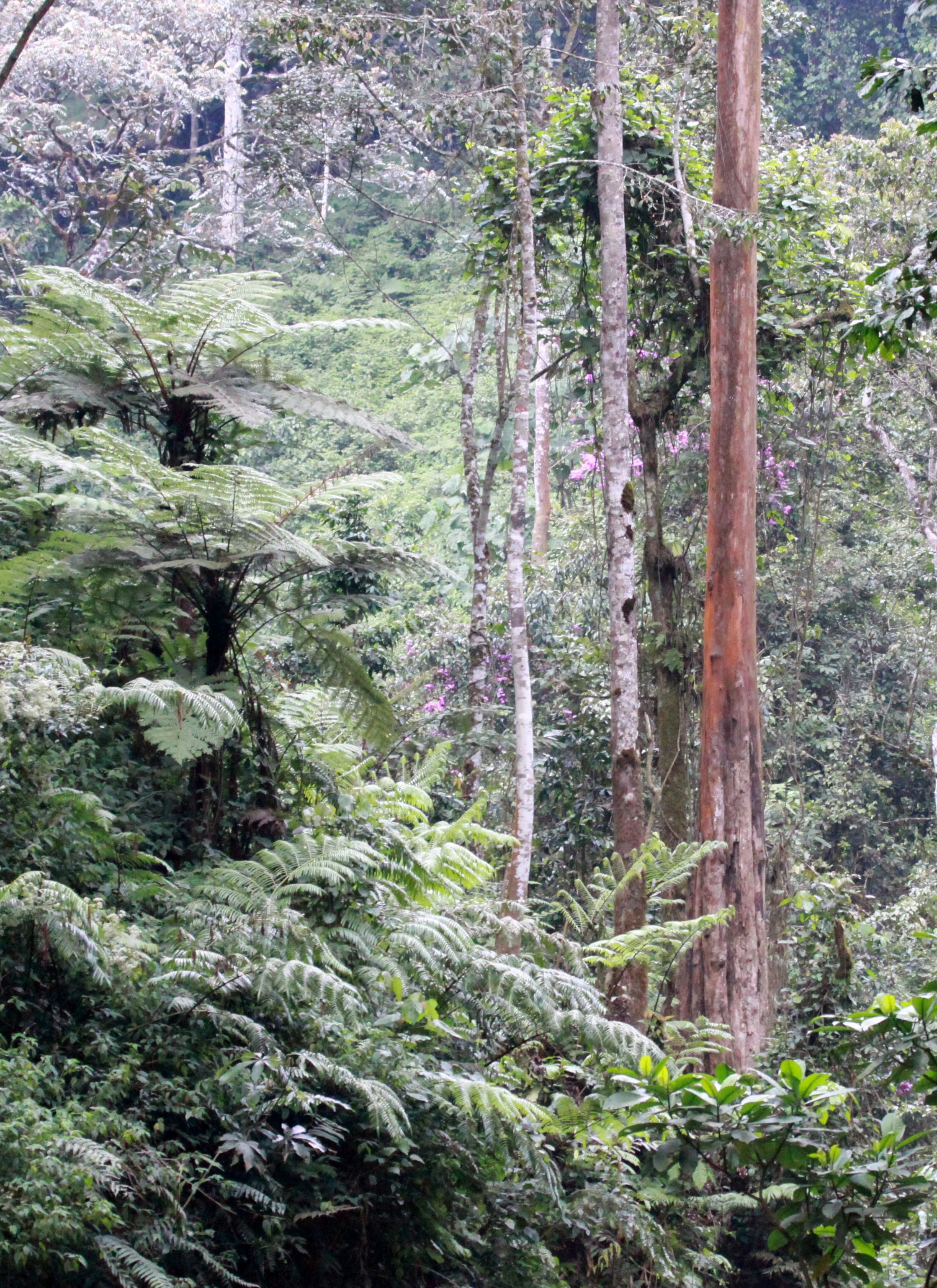 NYUNGWE NATIONAL PARK RWANDA (506).JPG