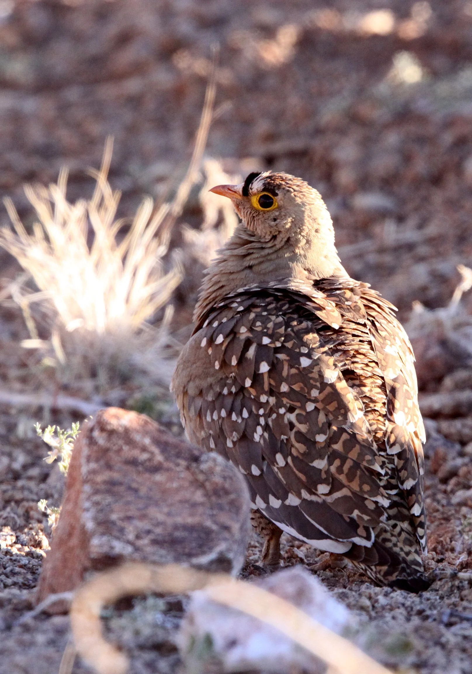 Double-banded Sandgrouse (Pterocles bicinctus) Augrabies Falls NP South Africa (9).JPG