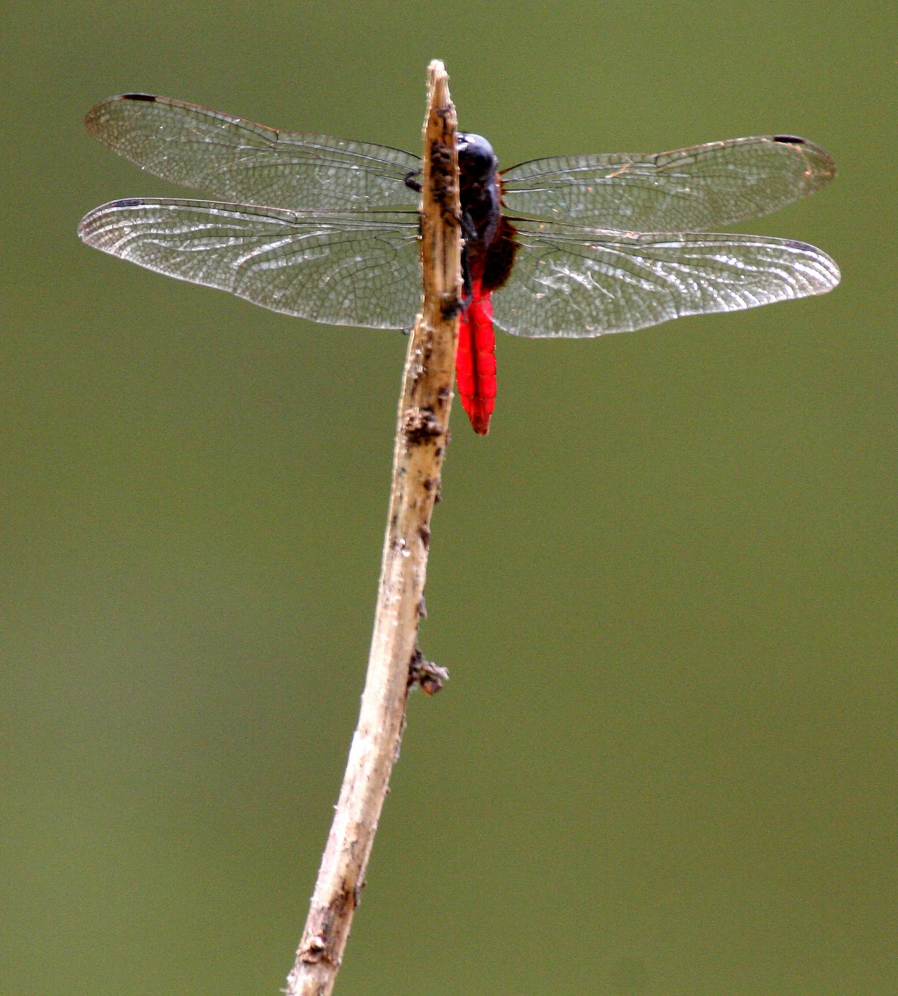 INVERT - DRAGONFLY SPECIES B - TAIWAN - SUBTROPICAL FOREST.JPG