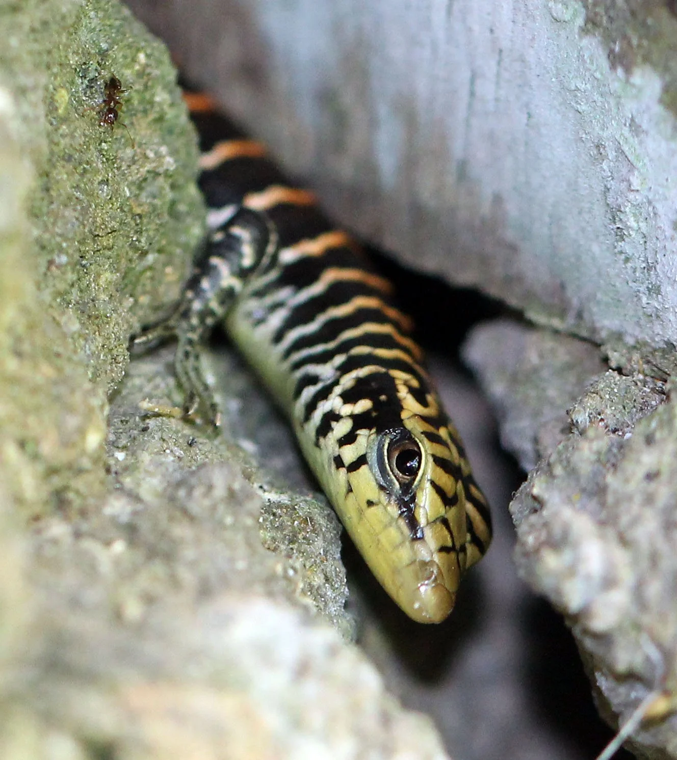2016 Koh Lanta TheOtherSideVillas - Nature at our Home (57).jpg